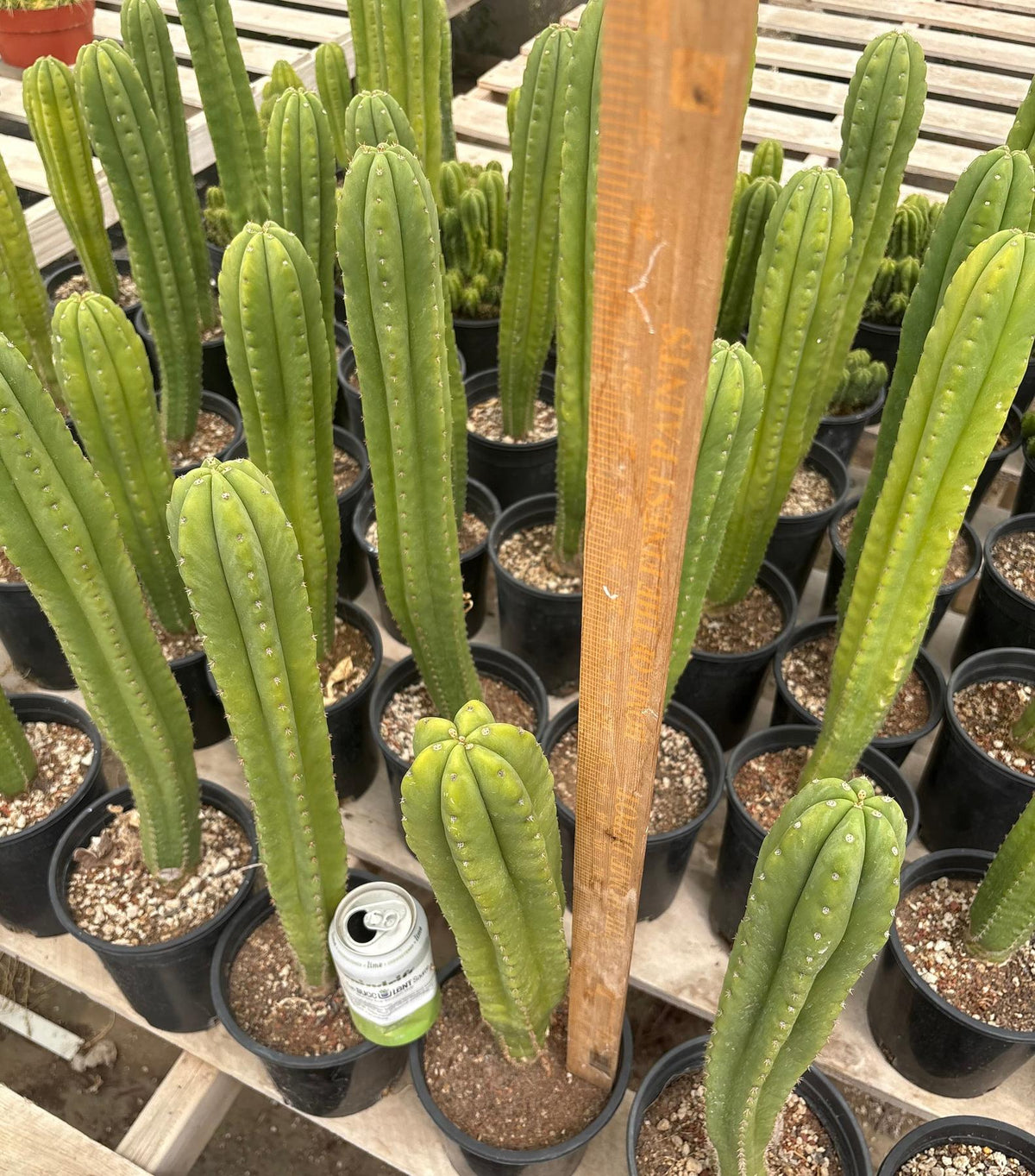 #EC63 Exact Trichocereus Scopulicola X TPC Cactus Potted options-Cactus - Large - Exact-The Succulent Source