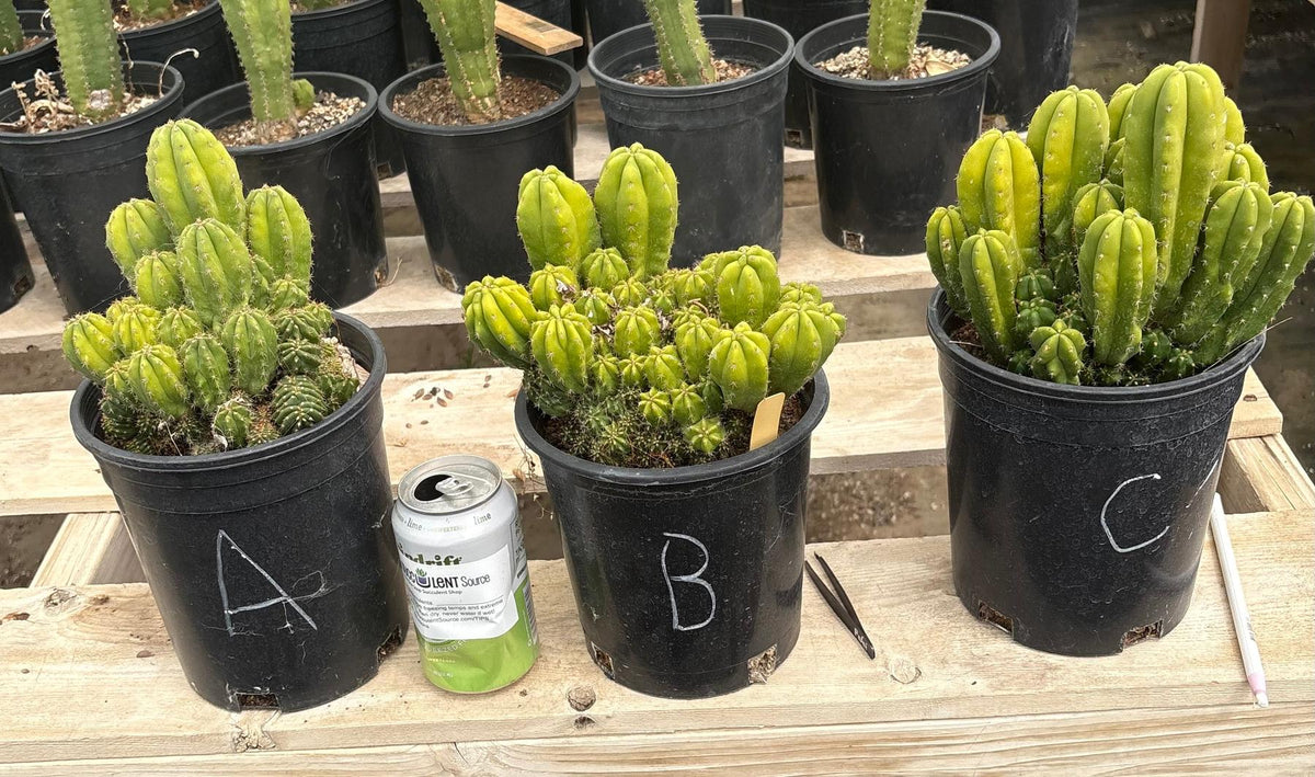 #EC63 Exact Trichocereus Scopulicola X TPC Cactus Potted options-Cactus - Large - Exact-The Succulent Source