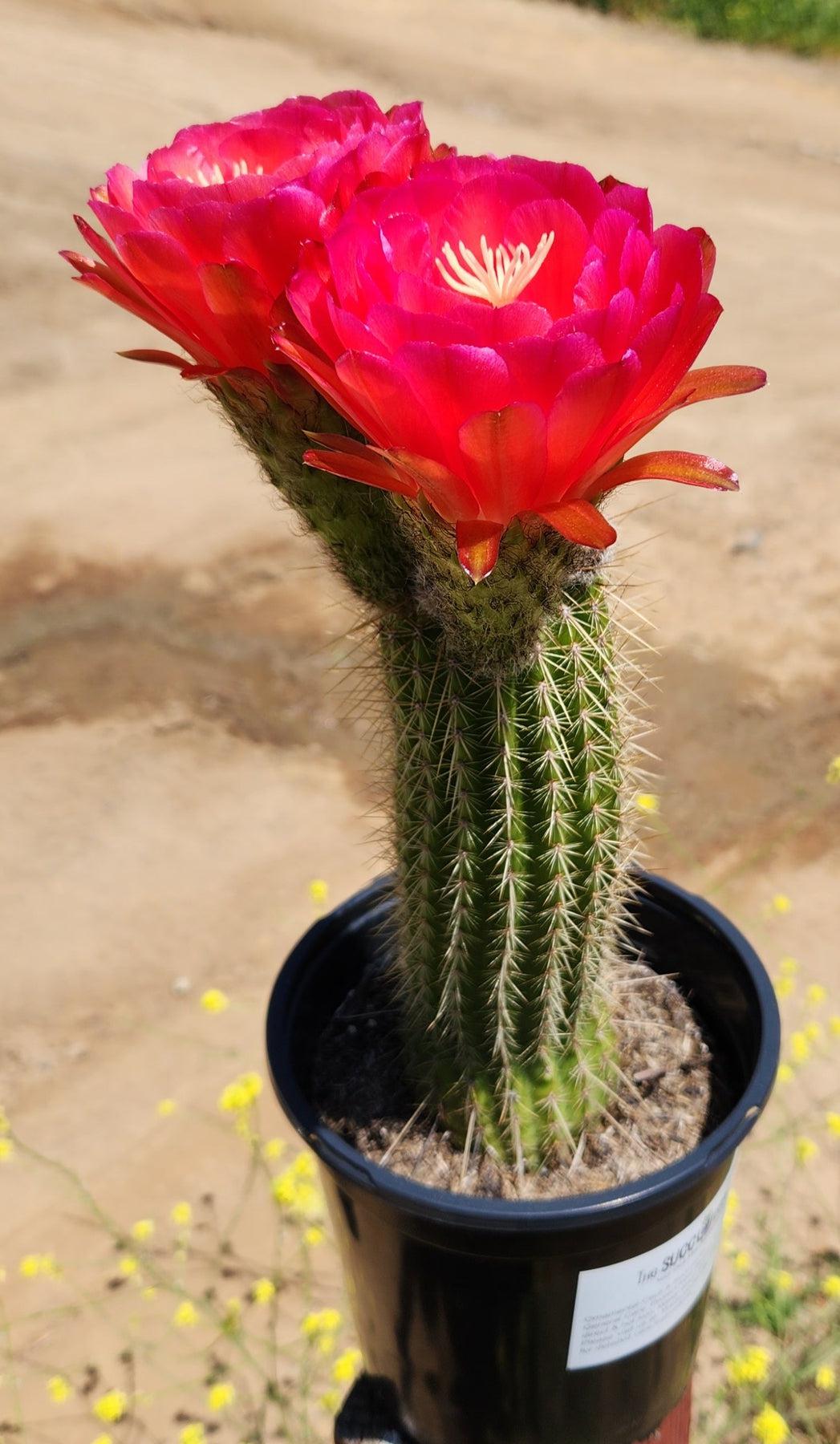 #EC65 EXACT Tricholobivia Hybrid "Pinkie" Cactus specimen-Cactus - Large - Exact-The Succulent Source