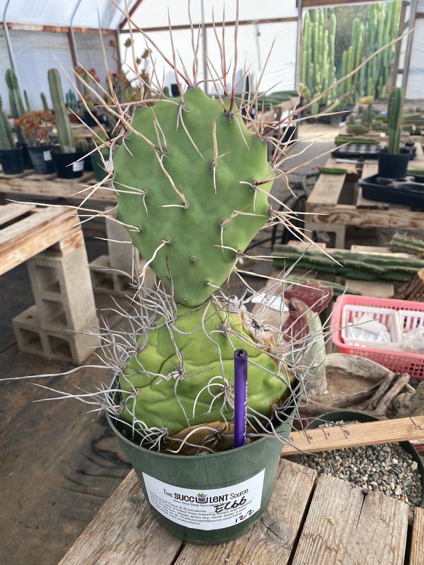 #EC66 EXACT Opuntia Sulfurea-Cactus - Large - Exact-The Succulent Source
