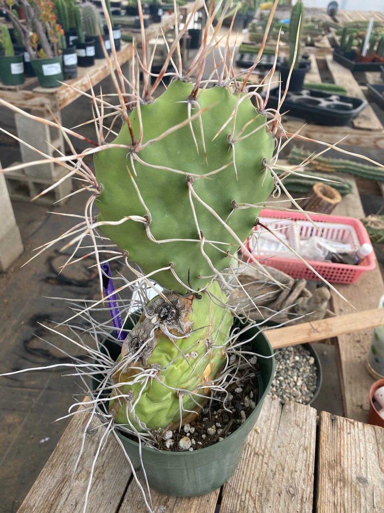 #EC66 EXACT Opuntia Sulfurea-Cactus - Large - Exact-The Succulent Source