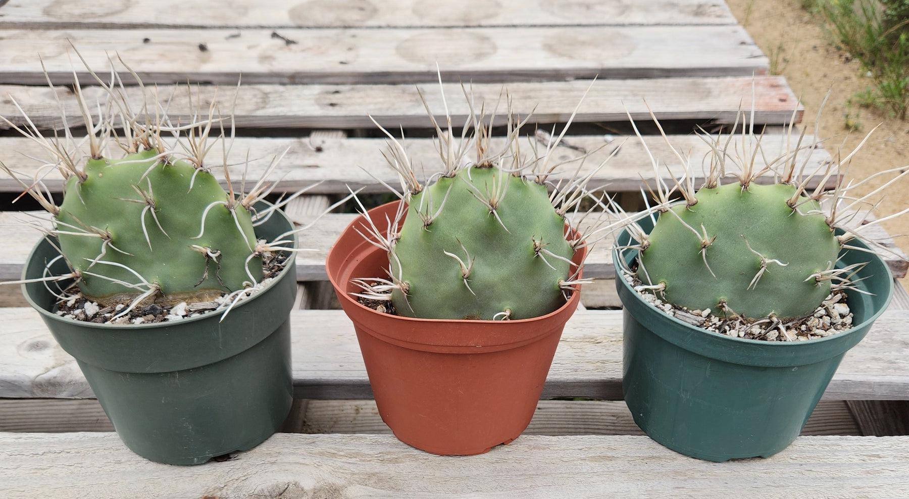 #EC66 EXACT Opuntia Sulfurea-Cactus - Large - Exact-The Succulent Source