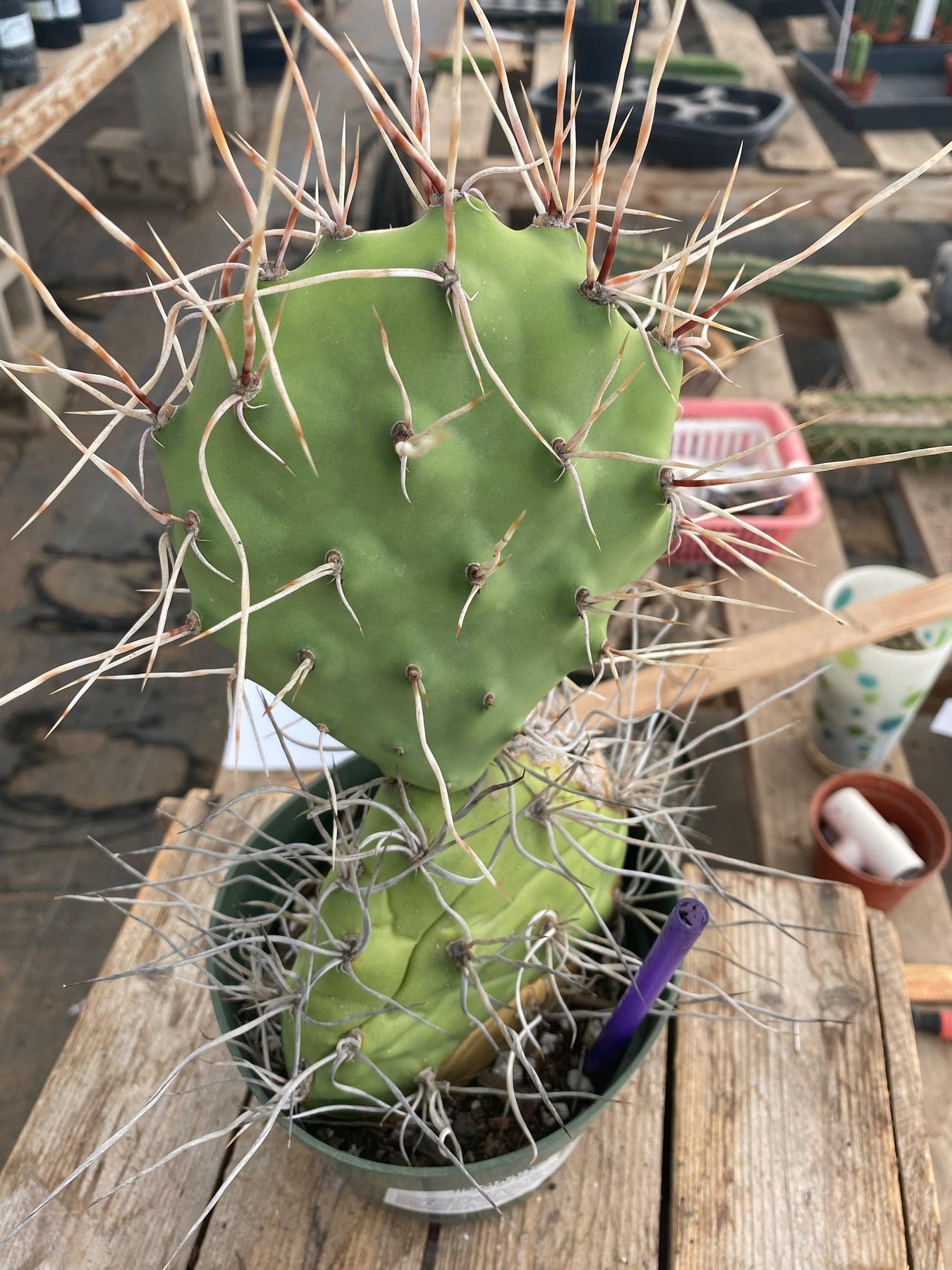 #EC66 EXACT Opuntia Sulfurea-Cactus - Large - Exact-The Succulent Source