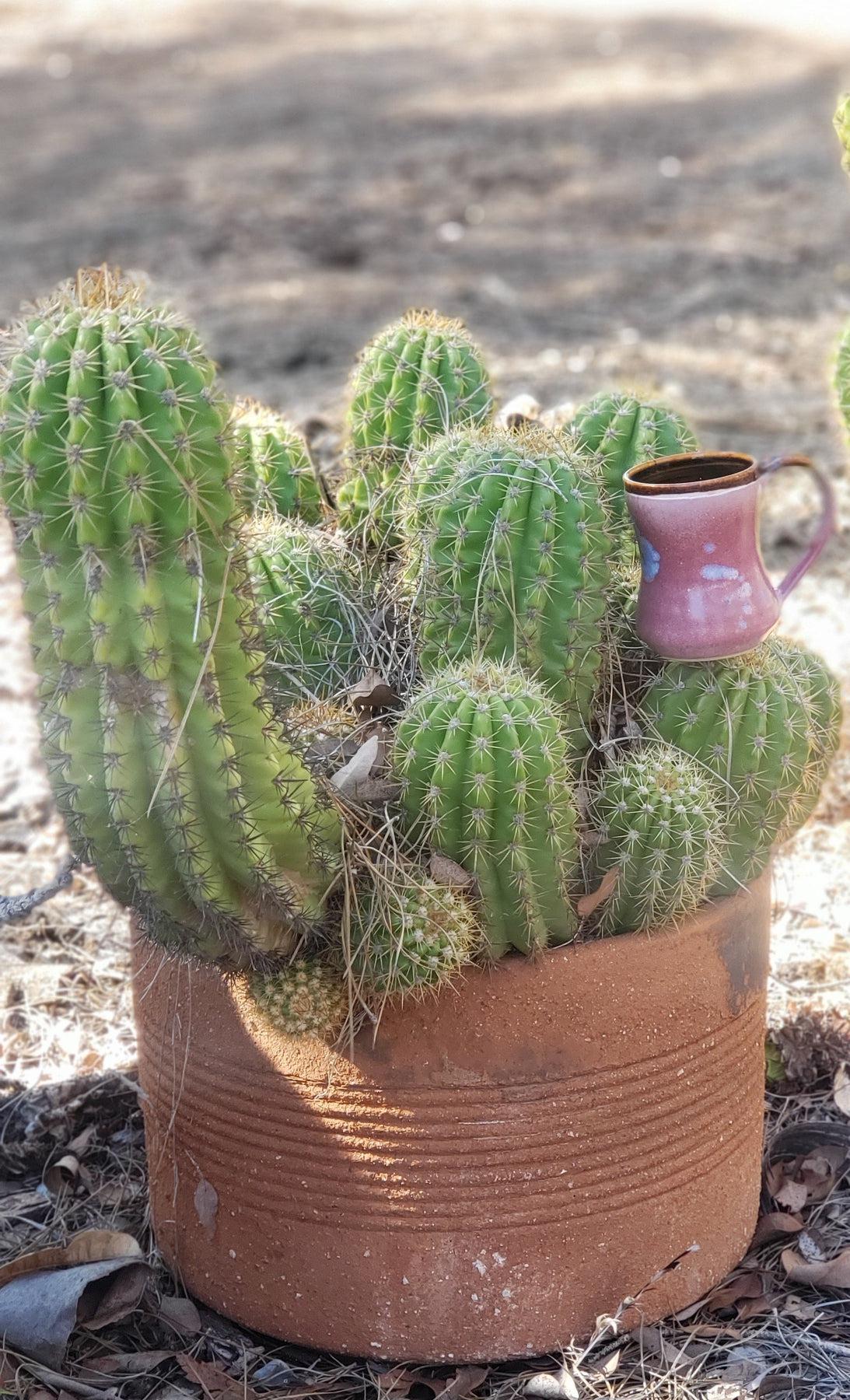 #EC68 Exact Trichocereus Sun Goddess Cactus-Cactus - Large - Exact-The Succulent Source