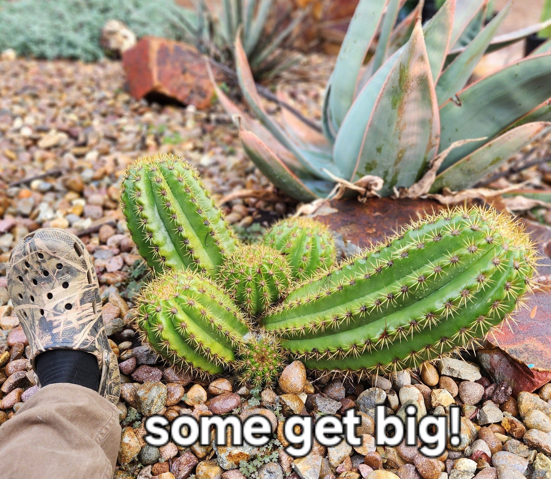 #EC68 Exact Trichocereus Sun Goddess Cactus-Cactus - Large - Exact-The Succulent Source