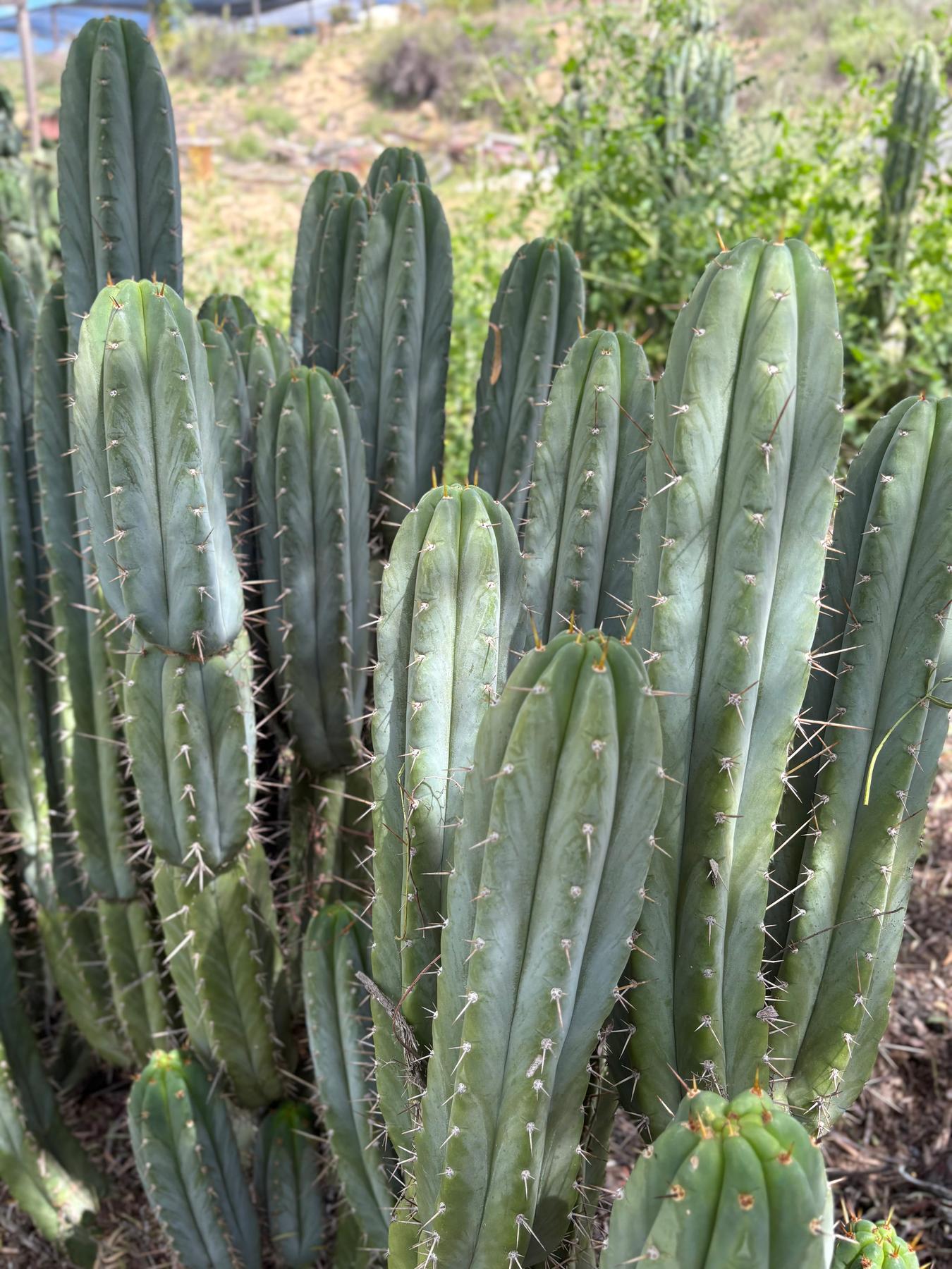 san pedro cactus colorado #EC69 Trichocereus Peruvianus Victoria Cactus Cutting 7-8"