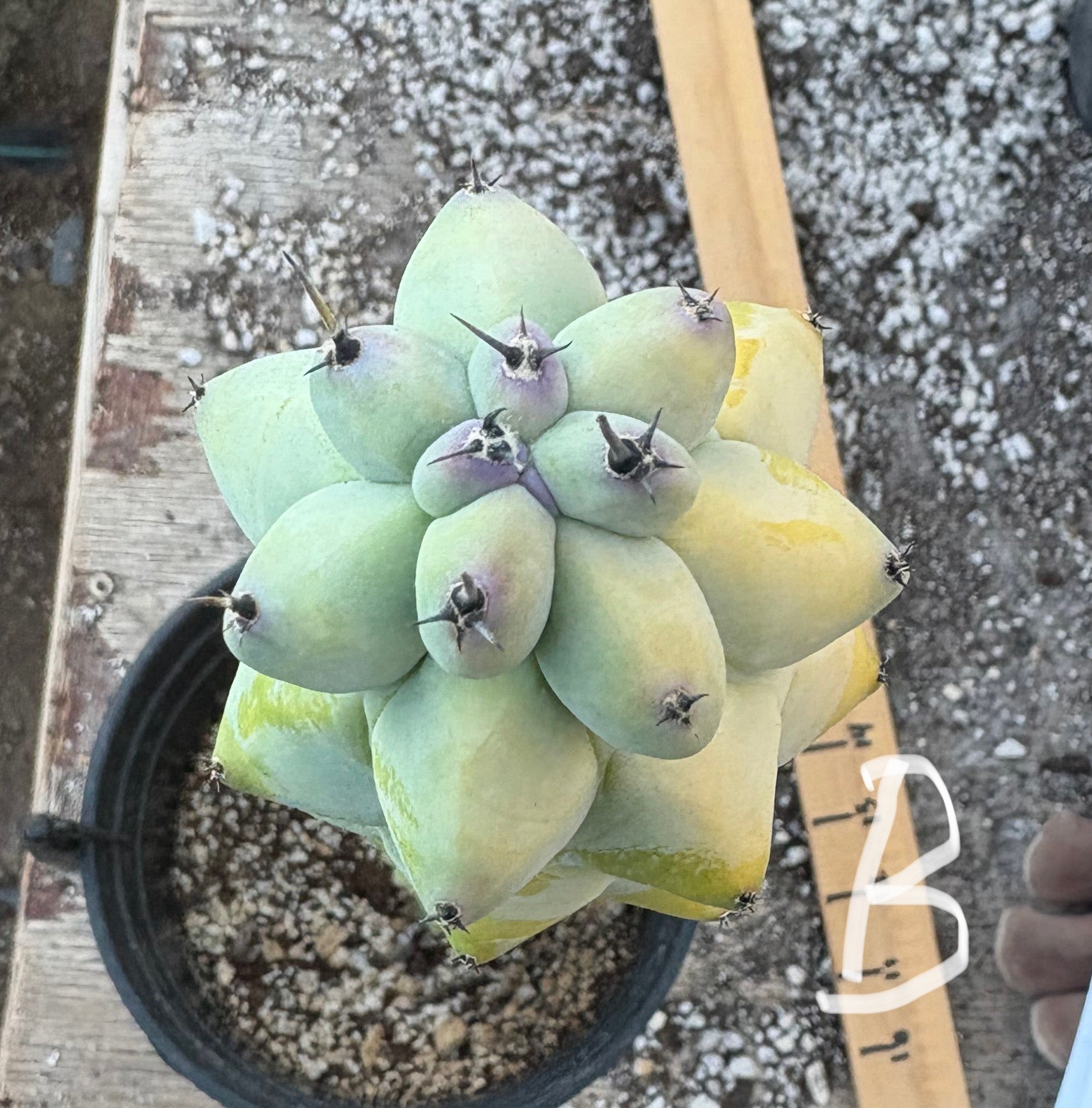 #EC73 Myrtillocactus Boobie Cactus 15-18” Potted in 1 gallon-Cactus - Large - Exact-The Succulent Source