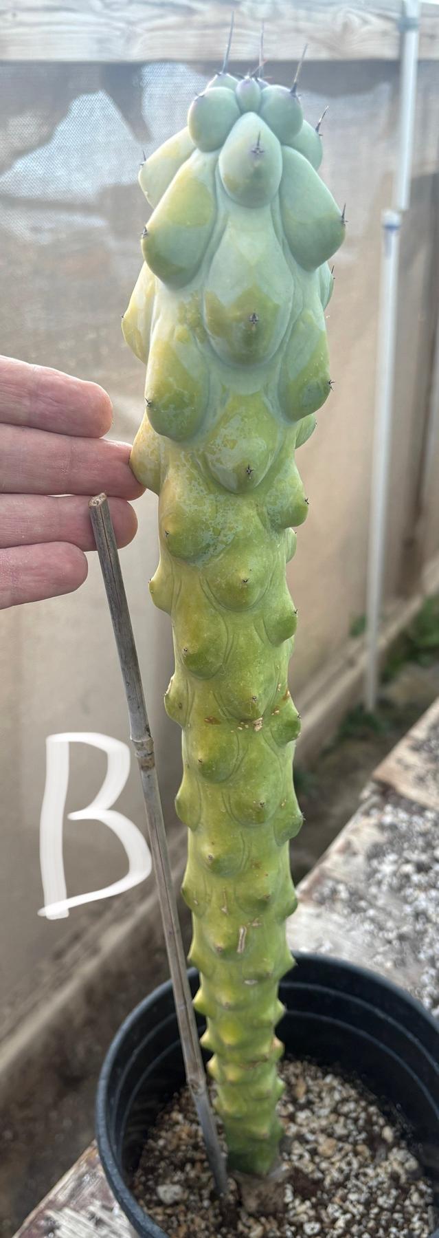 #EC73 Myrtillocactus Boobie Cactus 15-18” Potted in 1 gallon-Cactus - Large - Exact-The Succulent Source