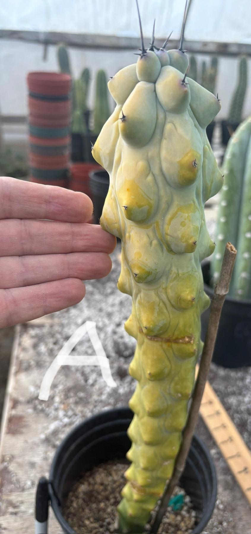 #EC73 Myrtillocactus Boobie Cactus 15-18” Potted in 1 gallon-Cactus - Large - Exact-The Succulent Source