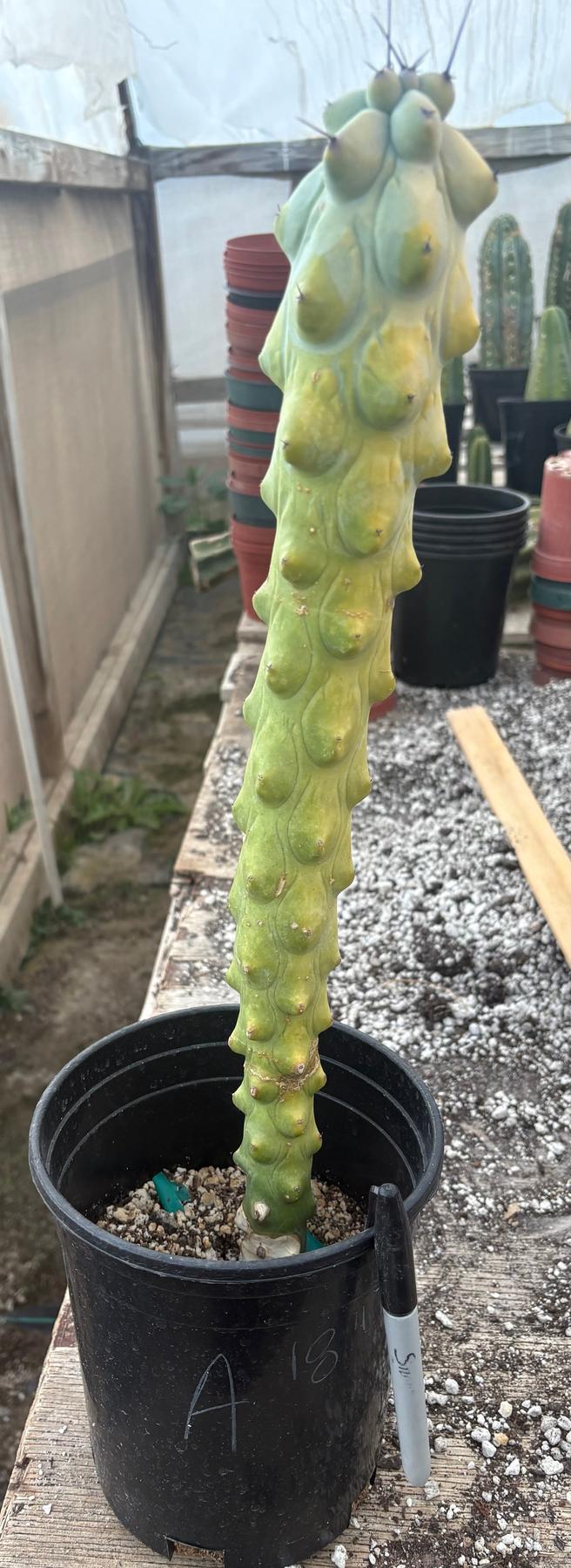 #EC73 Myrtillocactus Boobie Cactus 15-18” Potted in 1 gallon-Cactus - Large - Exact-The Succulent Source