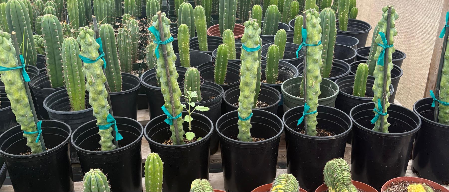 boob succulent EC73 Myrtillocactus Boobie Cactus 15-18” Potted in 1 gallon