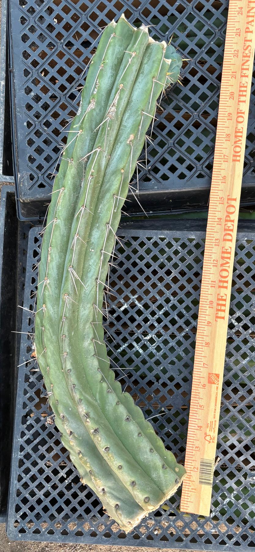 #EC74 EXACT Trichocereus Bridgesii JADA Cactus 24” Cutting-Cactus - Large - Exact-The Succulent Source