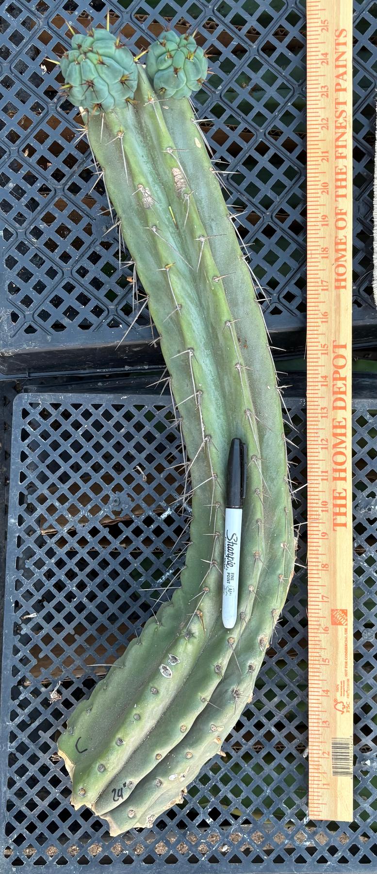 #EC74 EXACT Trichocereus Bridgesii JADA Cactus 24” Cutting-Cactus - Large - Exact-The Succulent Source
