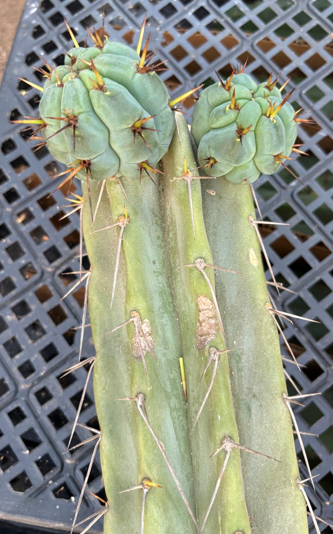 #EC74 EXACT Trichocereus Bridgesii JADA Cactus 24” Cutting-Cactus - Large - Exact-The Succulent Source