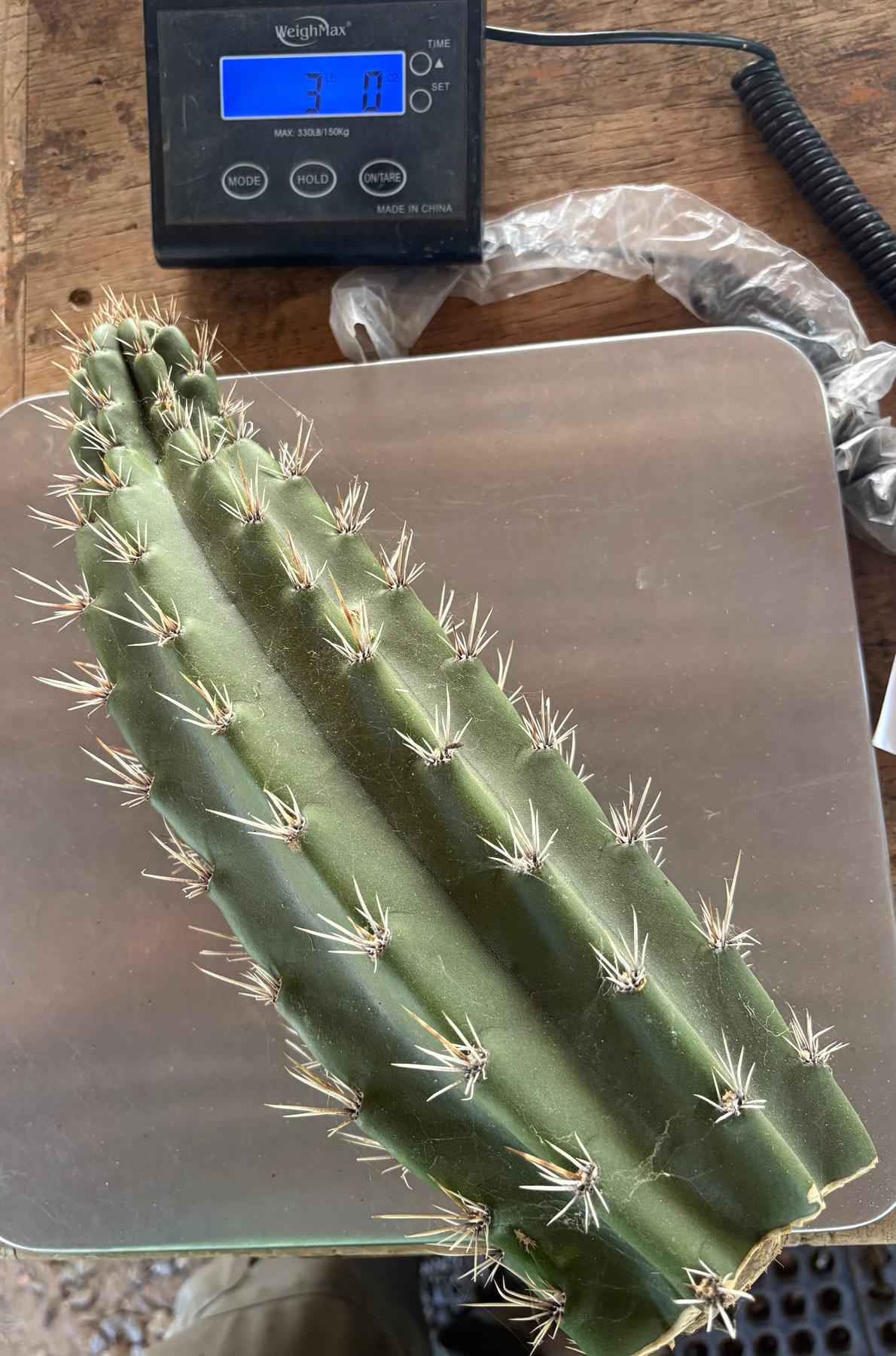 #EC75 EXACT Castellanosia / Browningia Caineana cactus cutting-Cactus - Large - Exact-The Succulent Source
