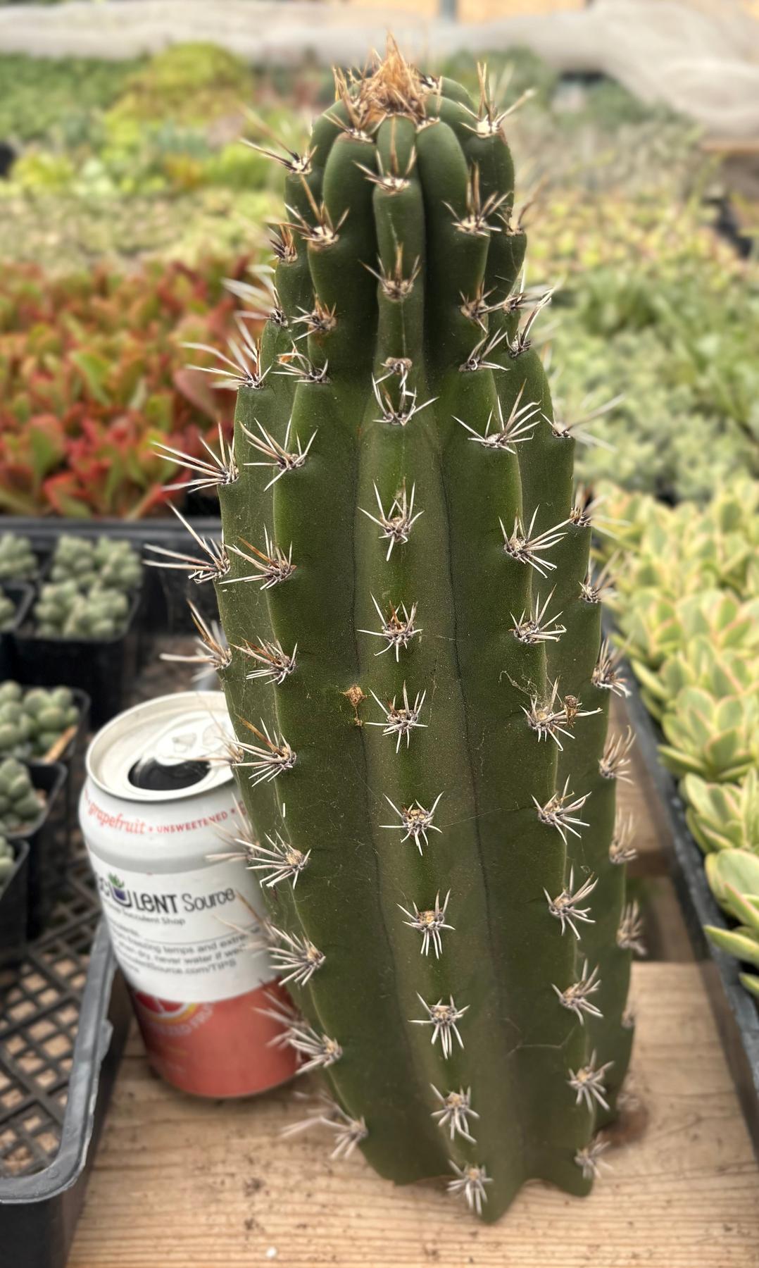 #EC75 EXACT Castellanosia / Browningia Caineana cactus cutting-Cactus - Large - Exact-The Succulent Source