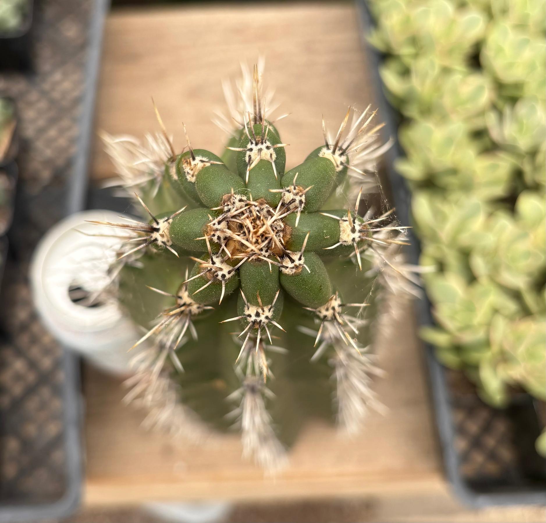 #EC75 EXACT Castellanosia / Browningia Caineana cactus cutting-Cactus - Large - Exact-The Succulent Source