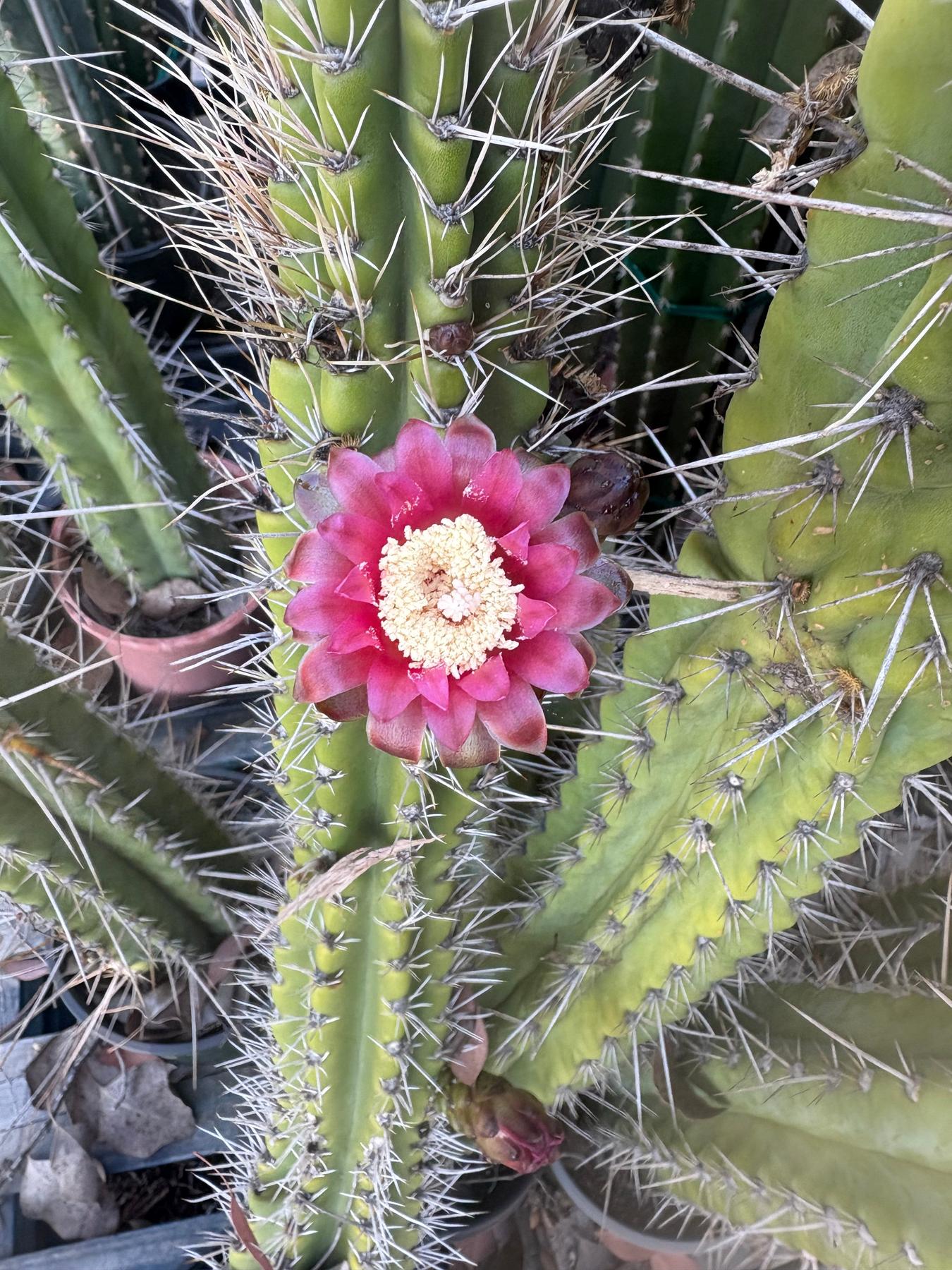 #EC75 EXACT Castellanosia / Browningia Caineana cactus cutting-Cactus - Large - Exact-The Succulent Source