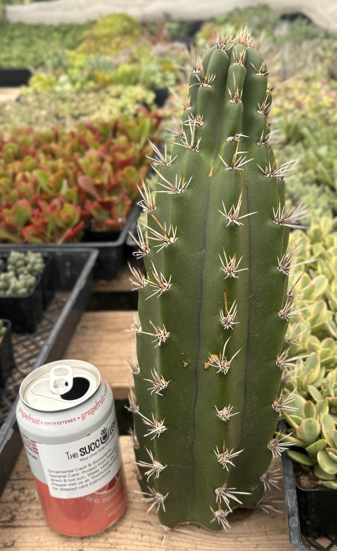 #EC75 EXACT Castellanosia / Browningia Caineana cactus cutting-Cactus - Large - Exact-The Succulent Source