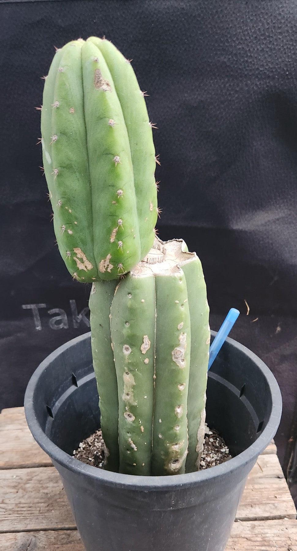 #EC75 EXACT Trichocereus Pachanoi Skip/Campground Cactus 12.5"-Cactus - Large - Exact-The Succulent Source