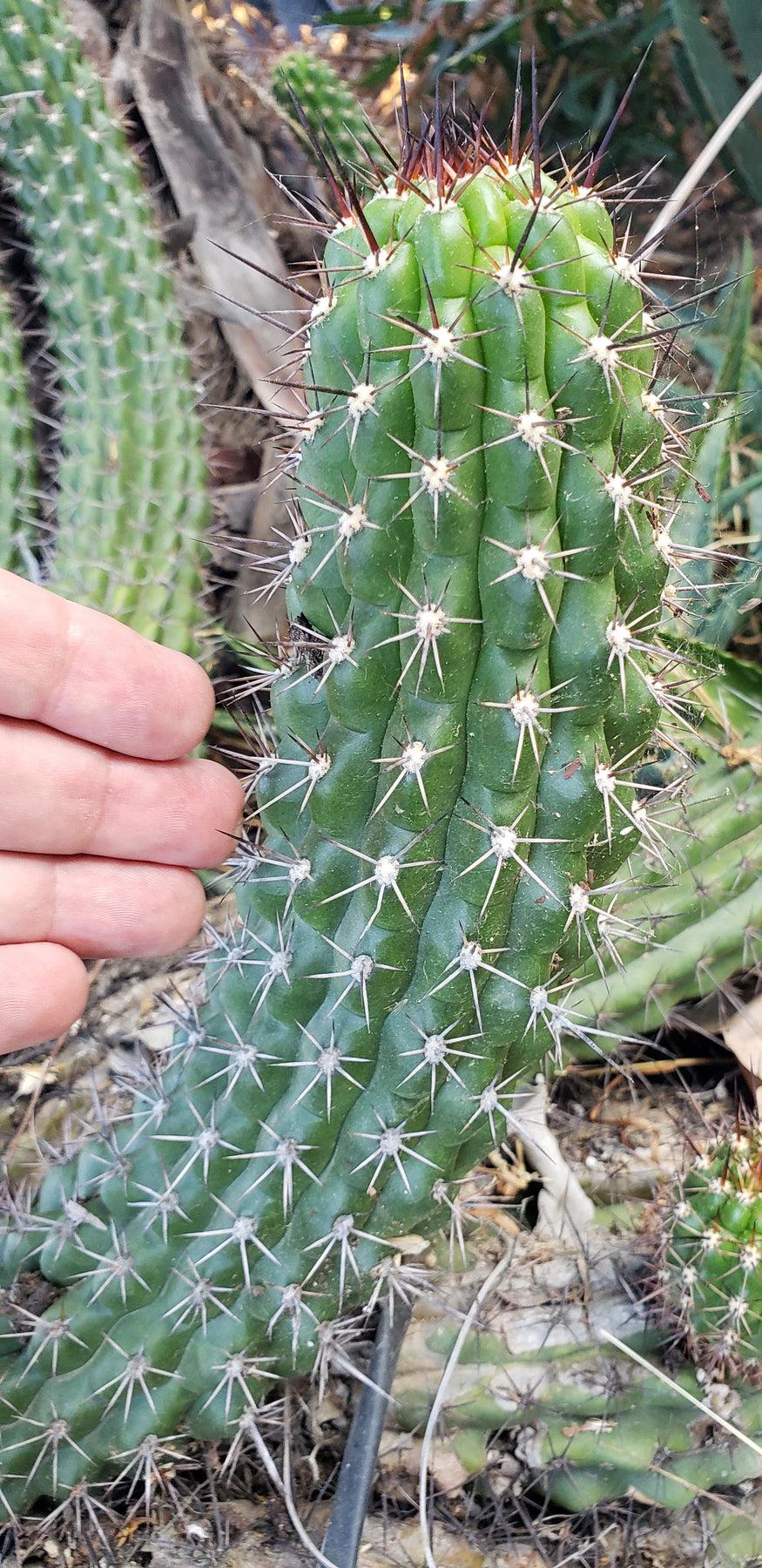 #EC77 EXACT Trichocereus Thelogonus Cactus Cutting 6"-Cactus - Large - Exact-The Succulent Source