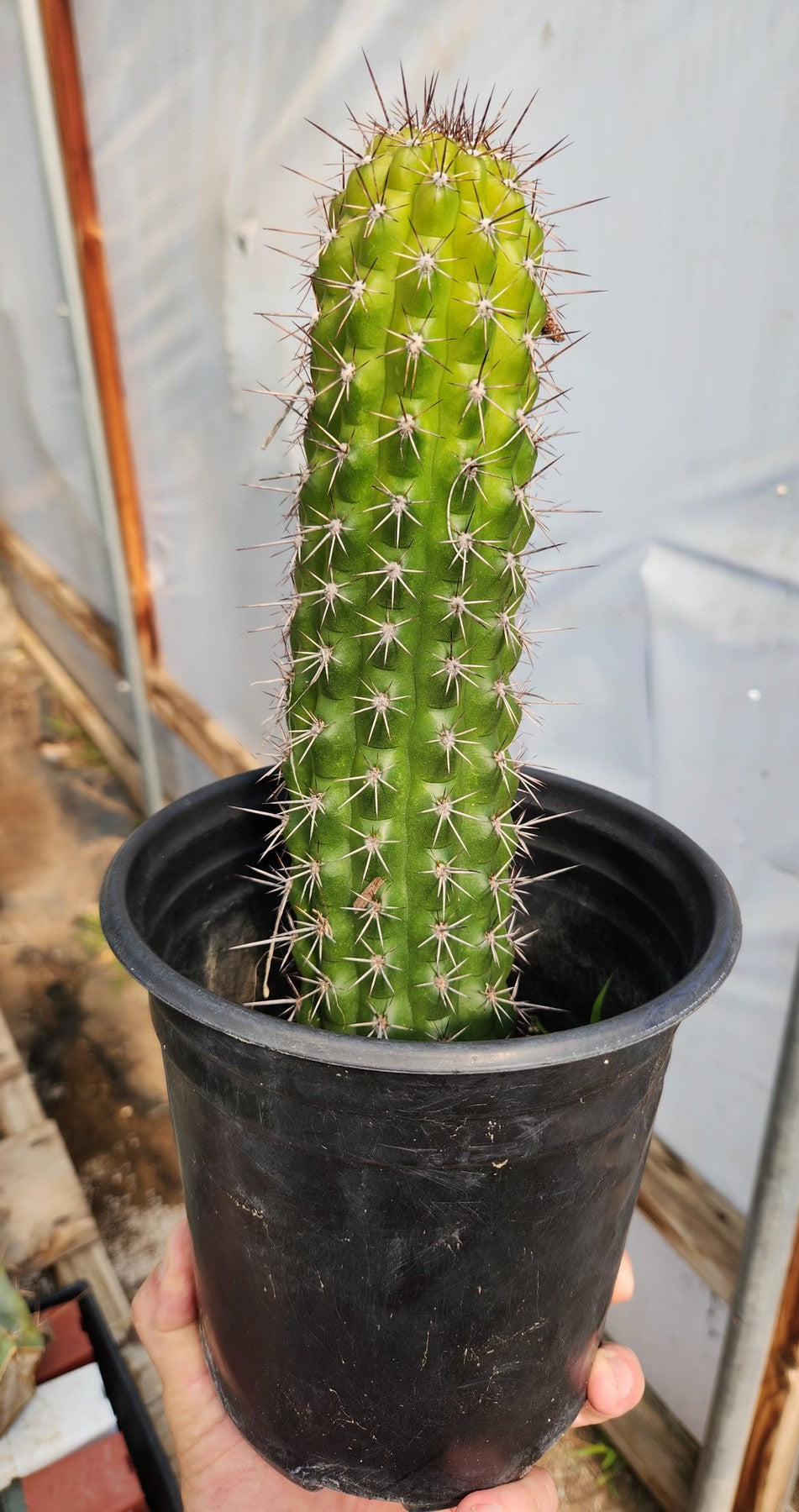 #EC77 EXACT Trichocereus Thelogonus Cactus Cutting 6"-Cactus - Large - Exact-The Succulent Source