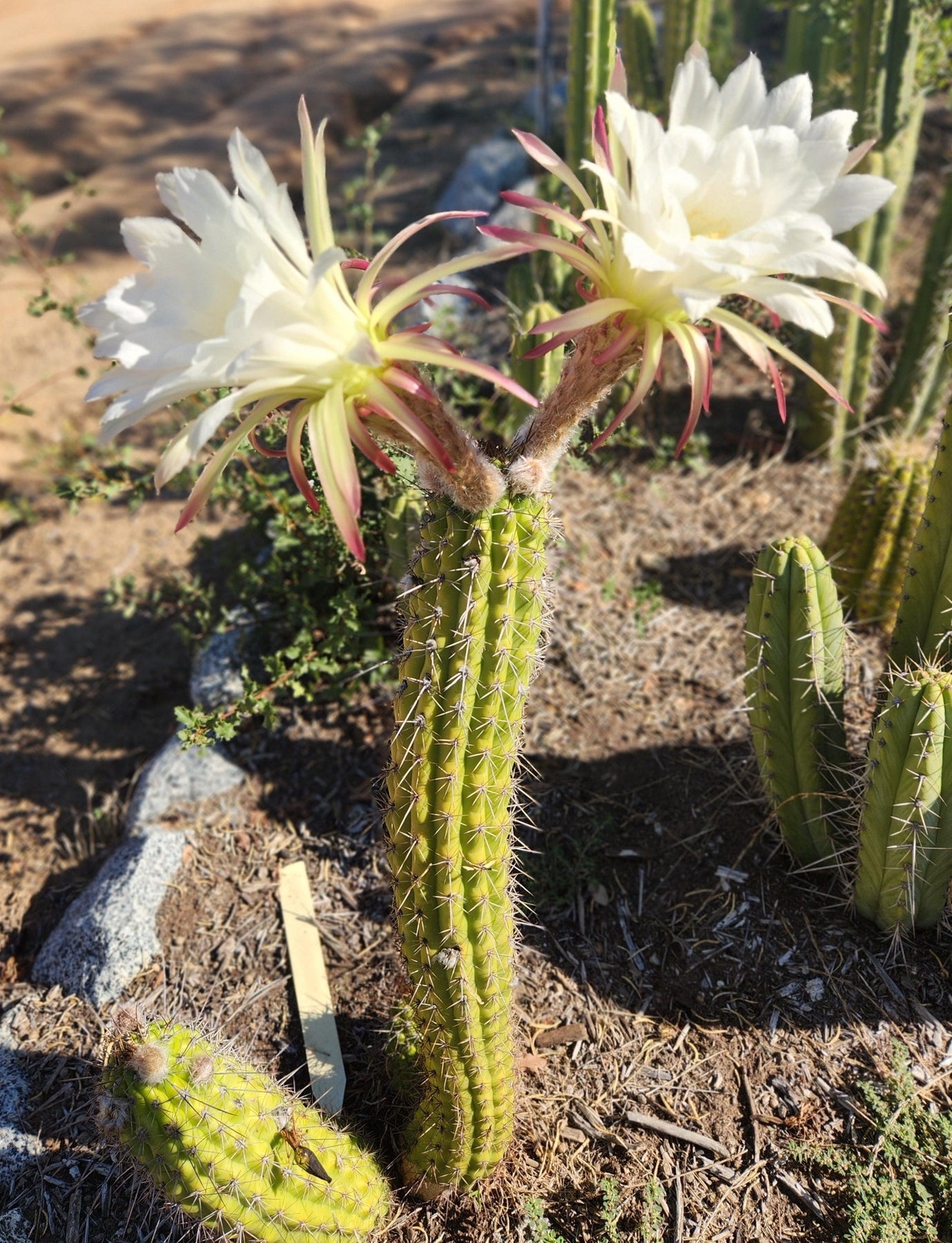 #EC77 EXACT Trichocereus Thelogonus Cactus Cutting 6"-Cactus - Large - Exact-The Succulent Source