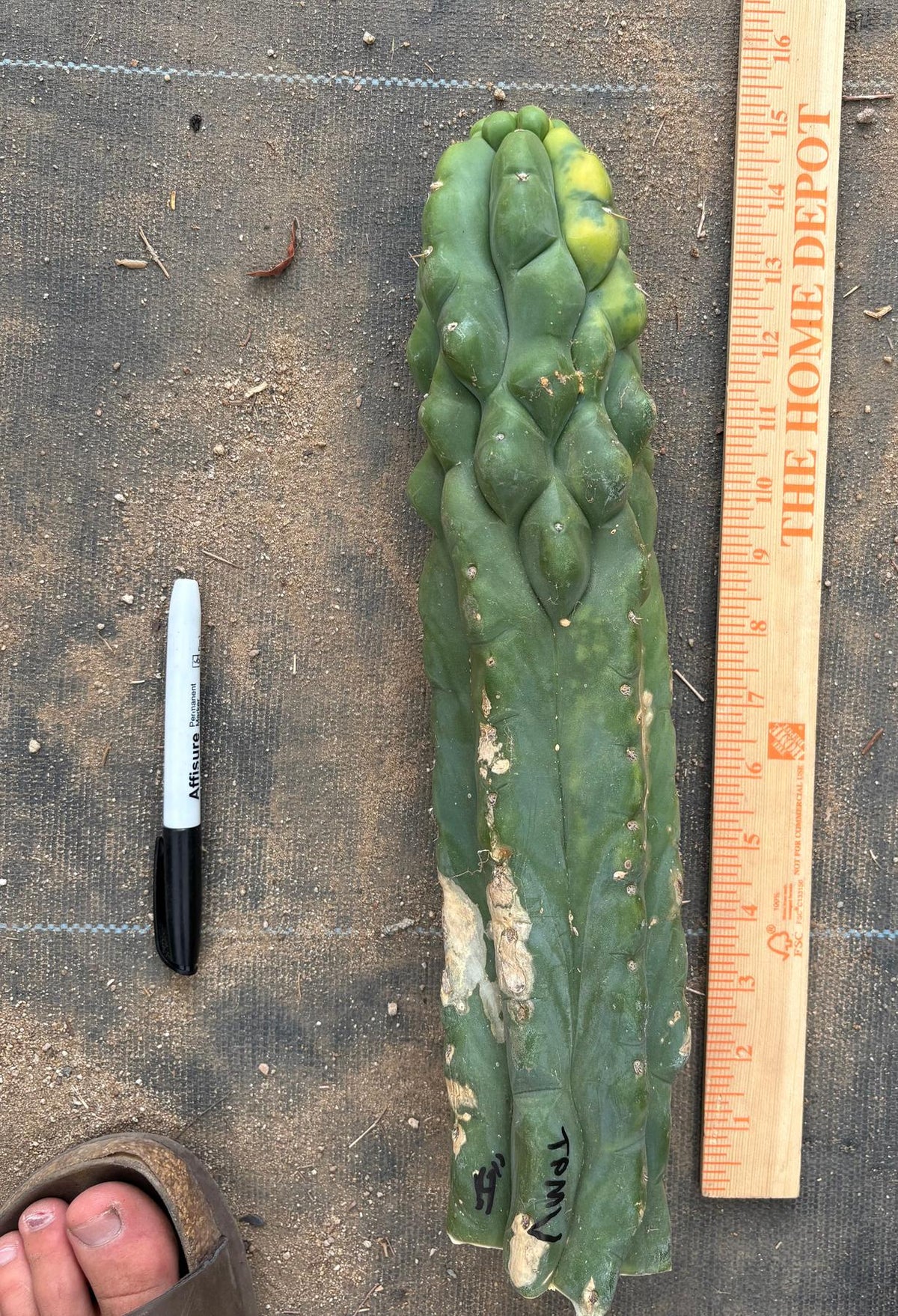 #EC78 EXACT Trichocereus Pachanoi Monstrose TPM variegated San Pedro Cutting 14”-Cactus - Large - Exact-The Succulent Source