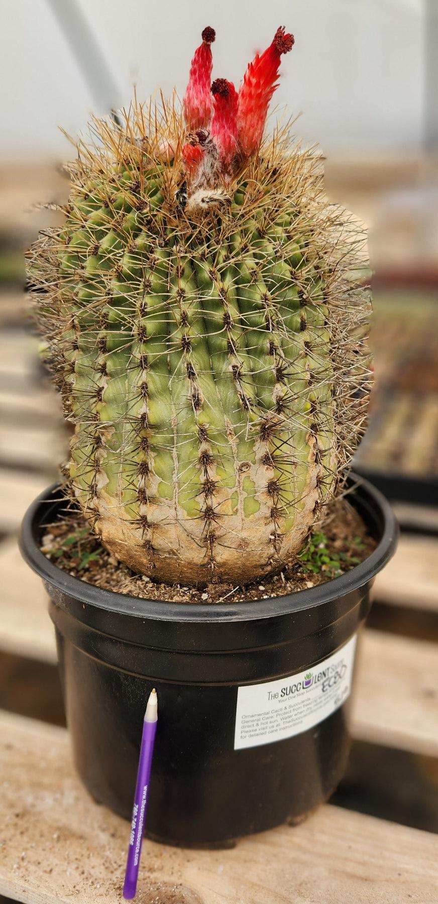 #EC80 EXACT Denmoza Rhodacontha Cactus Specimen-Cactus - Large - Exact-The Succulent Source