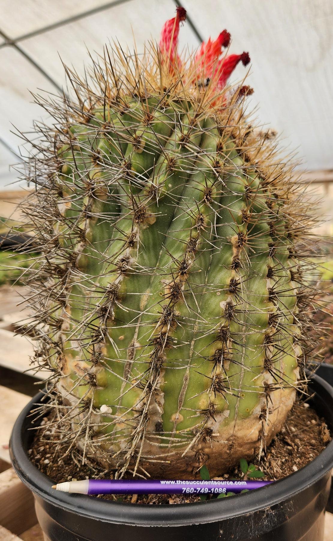#EC80 EXACT Denmoza Rhodacontha Cactus Specimen-Cactus - Large - Exact-The Succulent Source