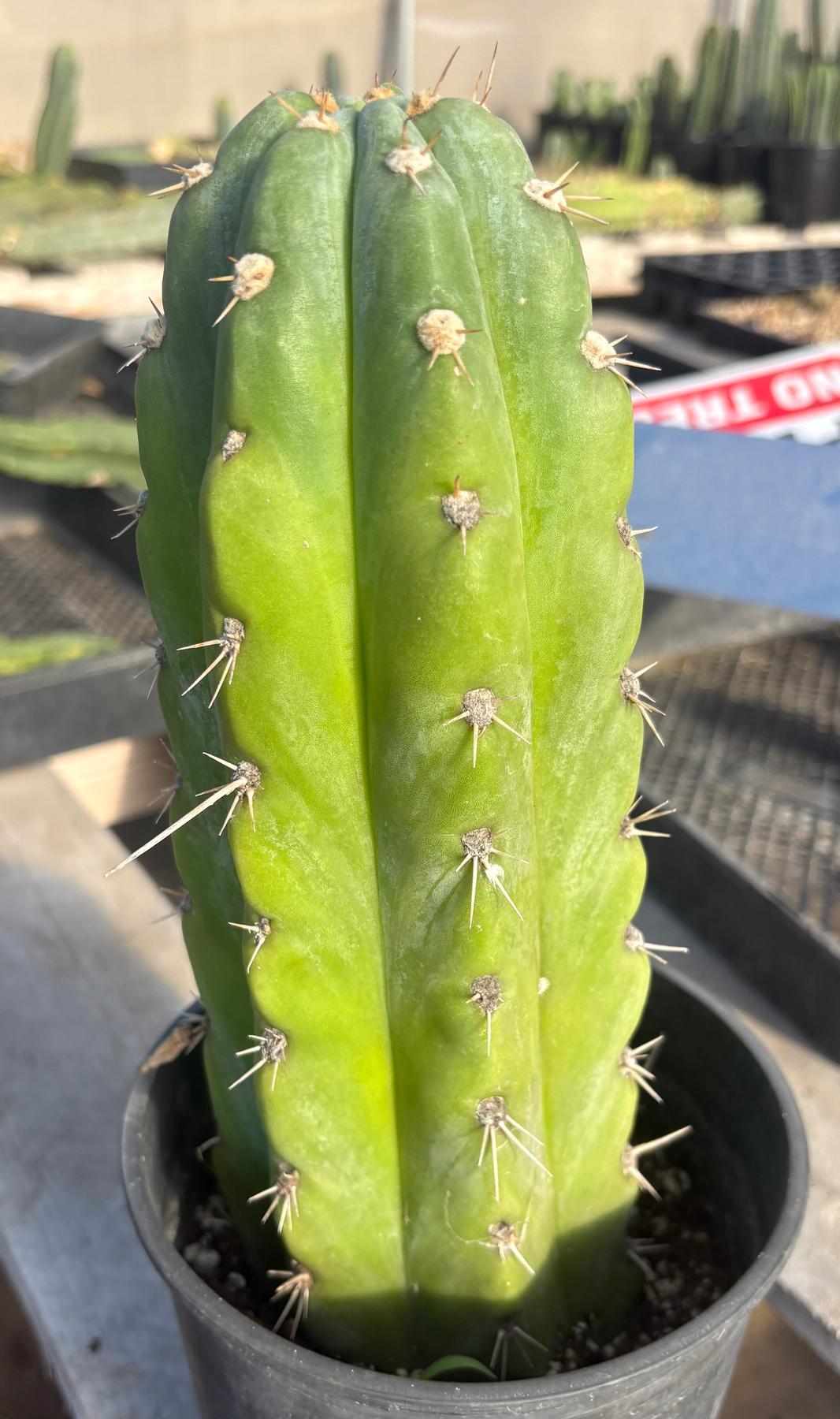 #EC81 EXACT Trichocereus Peruvianus TSSBP Cactus 11”-Cactus - Large - Exact-The Succulent Source