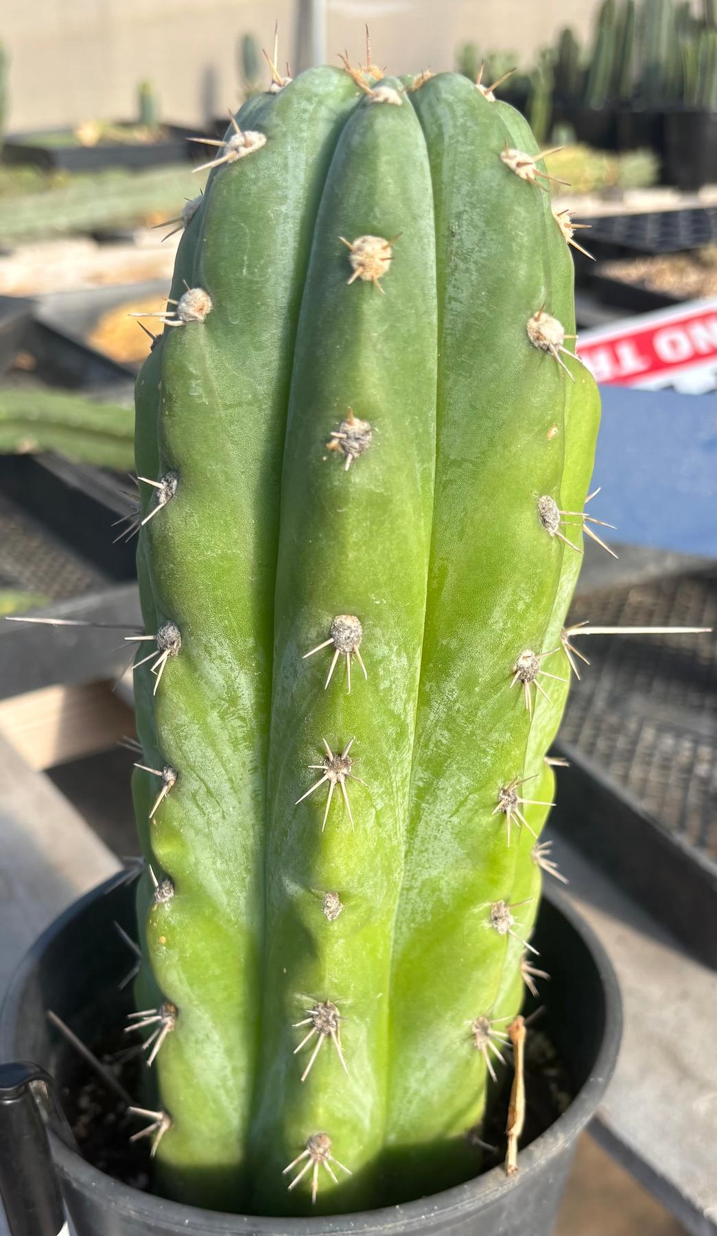 #EC81 EXACT Trichocereus Peruvianus TSSBP Cactus 11”-Cactus - Large - Exact-The Succulent Source