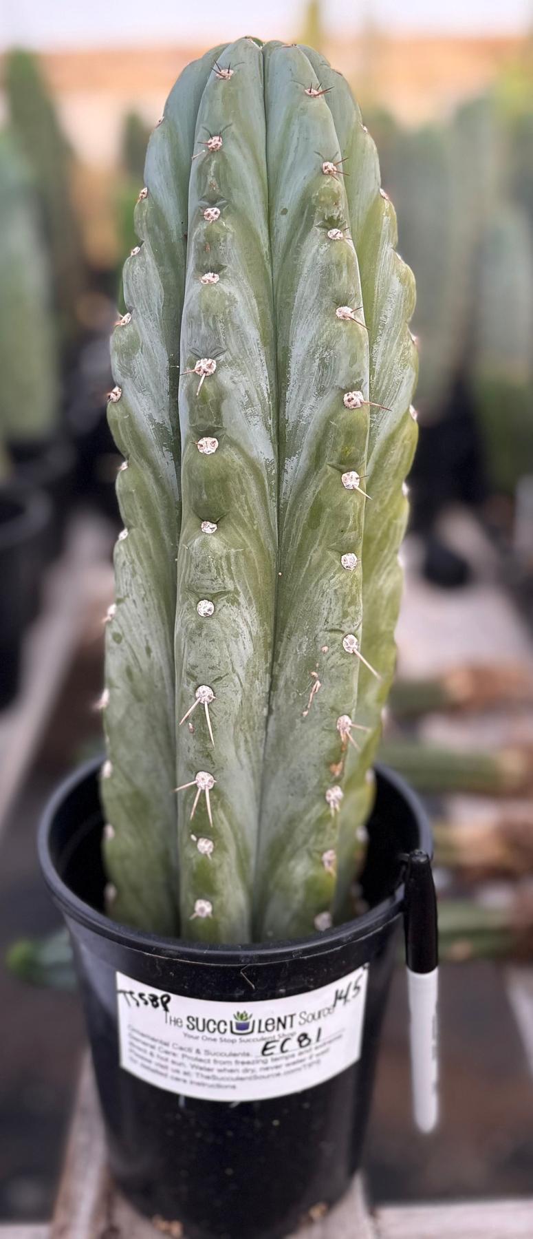 #EC81 EXACT Trichocereus Peruvianus TSSBP Cactus 14.5”-Cactus - Large - Exact-The Succulent Source