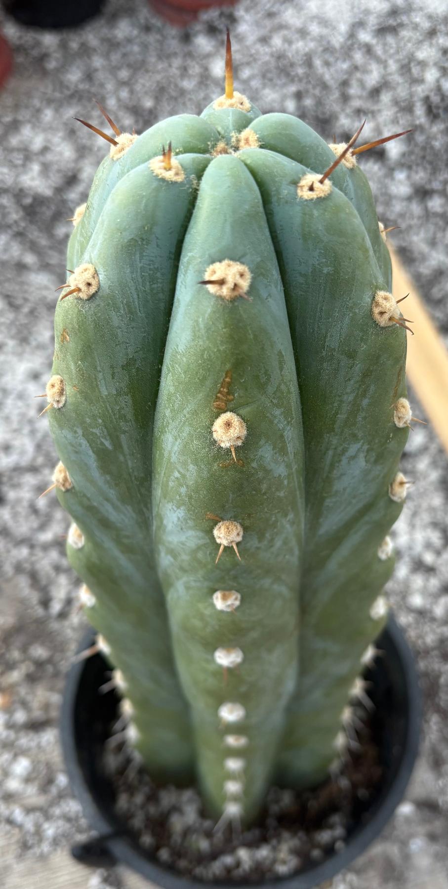 #EC81 EXACT Trichocereus Peruvianus TSSBP Cactus 16”-Cactus - Large - Exact-The Succulent Source