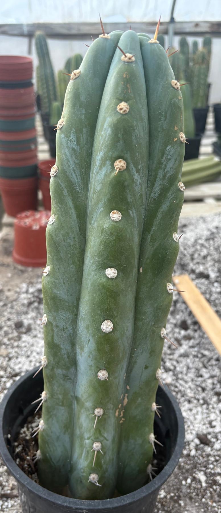 #EC81 EXACT Trichocereus Peruvianus TSSBP Cactus 16”-Cactus - Large - Exact-The Succulent Source