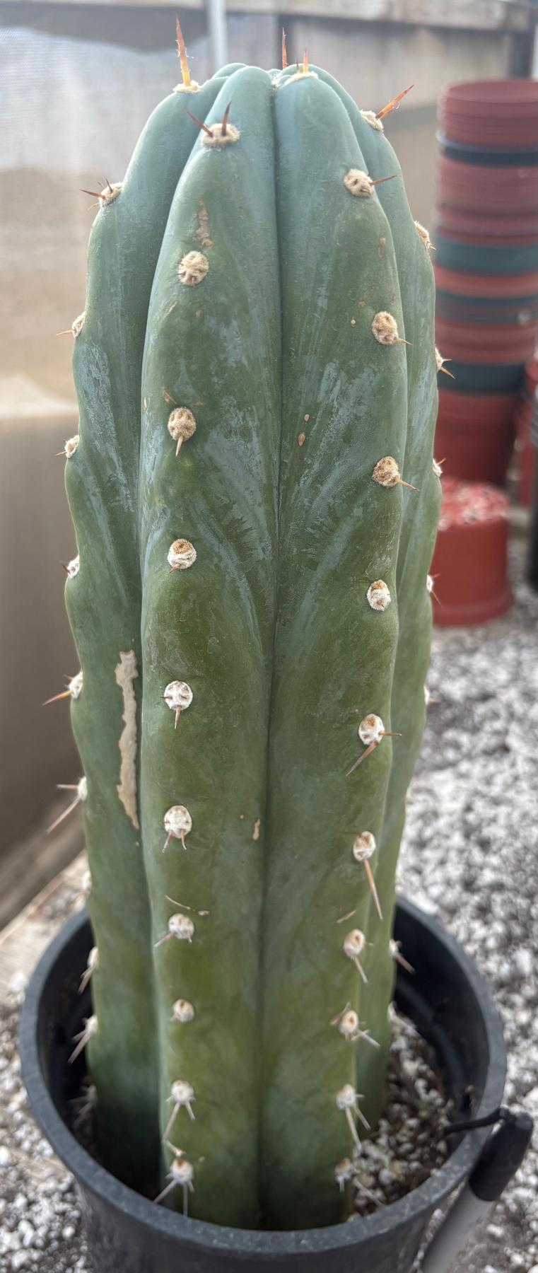 #EC81 EXACT Trichocereus Peruvianus TSSBP Cactus 16”-Cactus - Large - Exact-The Succulent Source