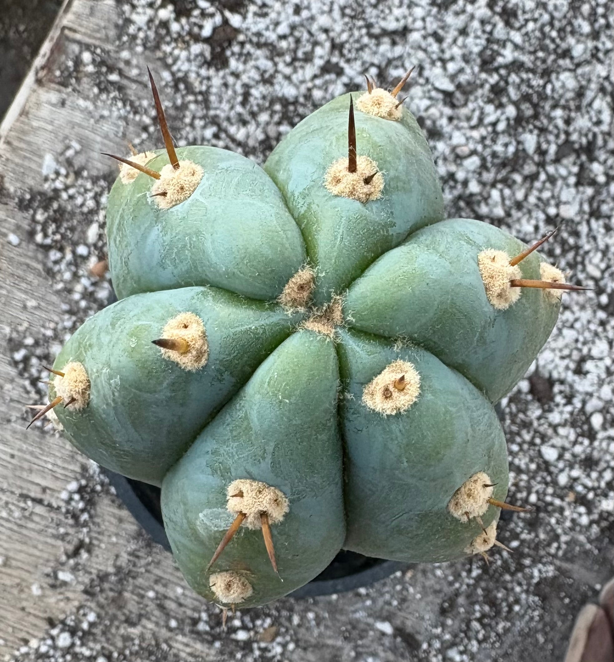 #EC81 EXACT Trichocereus Peruvianus TSSBP Cactus 16”-Cactus - Large - Exact-The Succulent Source