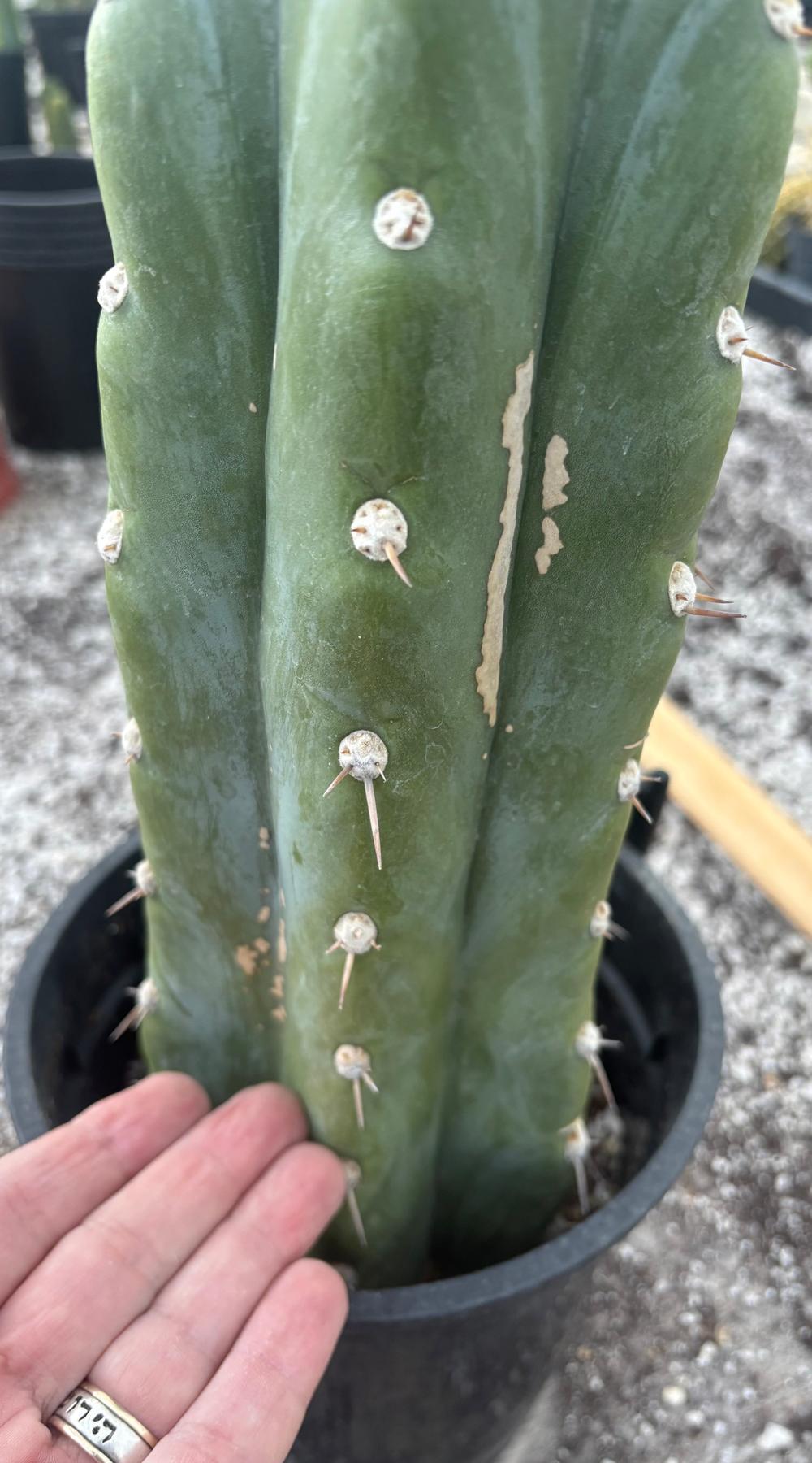 #EC81 EXACT Trichocereus Peruvianus TSSBP Cactus 16”-Cactus - Large - Exact-The Succulent Source