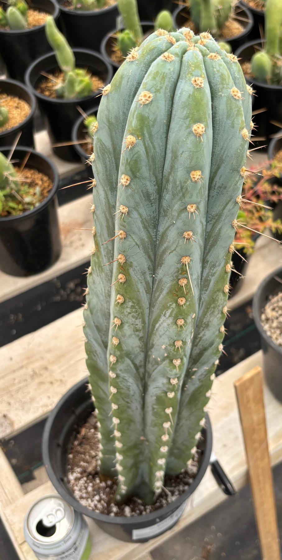 #EC81 EXACT Trichocereus Peruvianus TSSBP Cactus (2 options)-Cactus - Large - Exact-The Succulent Source