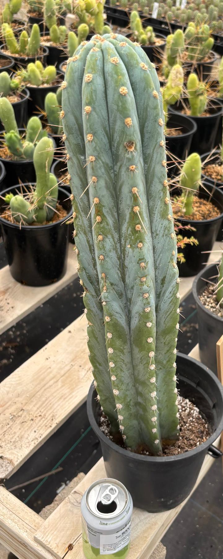 #EC81 EXACT Trichocereus Peruvianus TSSBP Cactus (2 options)-Cactus - Large - Exact-The Succulent Source