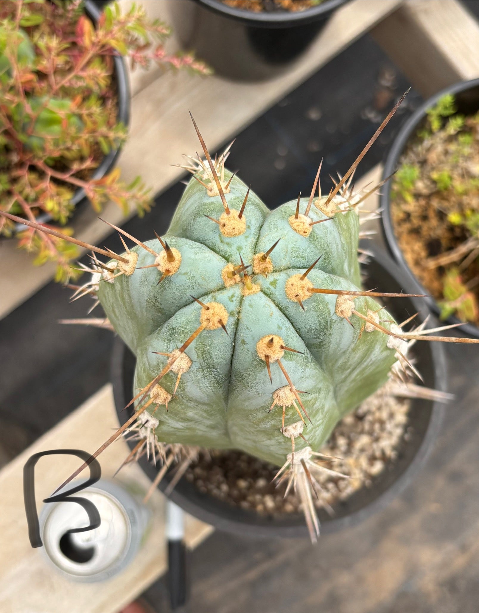 #EC81 EXACT Trichocereus Peruvianus TSSBP Cactus (2 options)-Cactus - Large - Exact-The Succulent Source