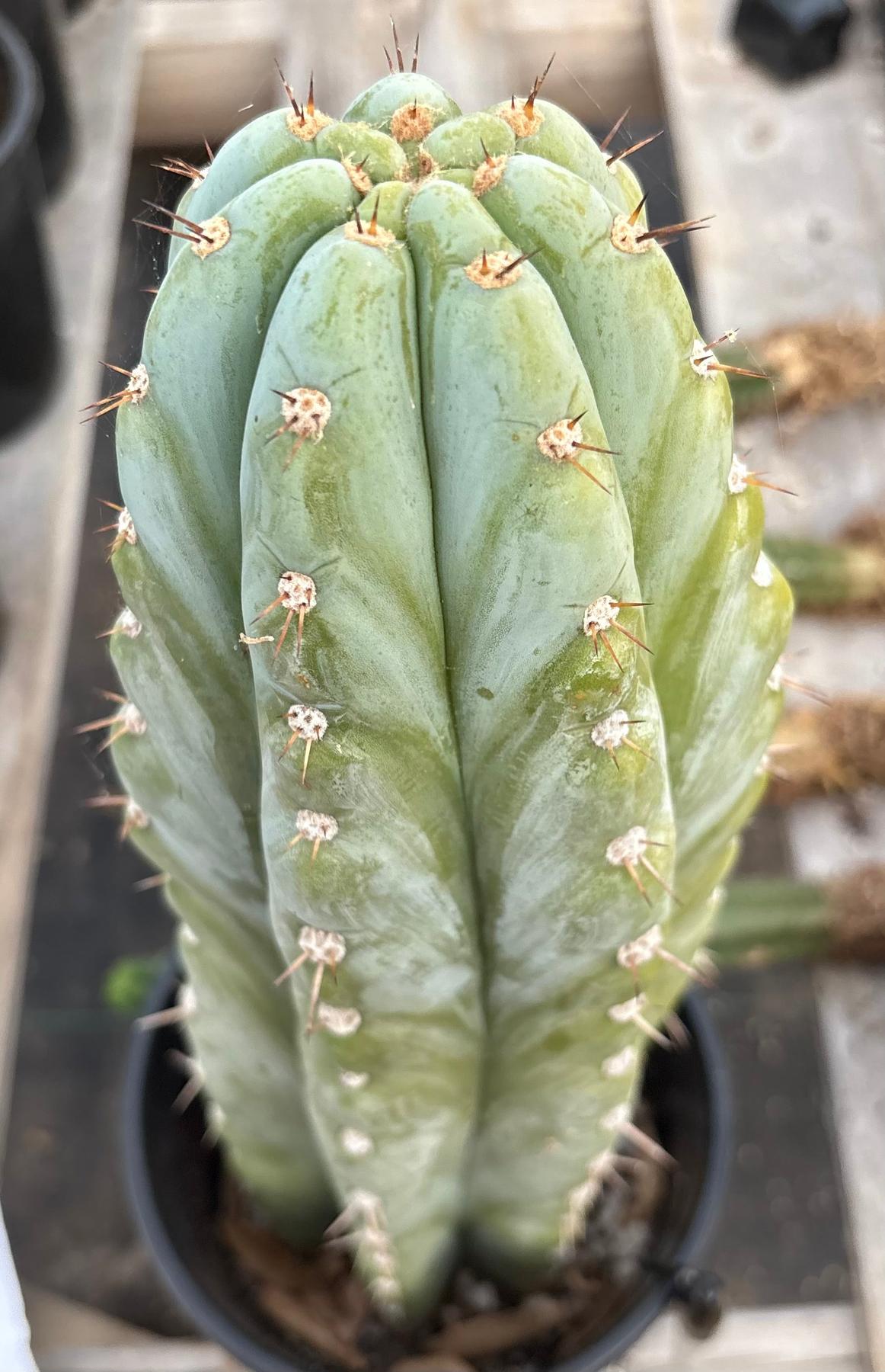 #EC81 EXACT Trichocereus Peruvianus TSSBP Cactus 14.5”-Cactus - Large - Exact-The Succulent Source