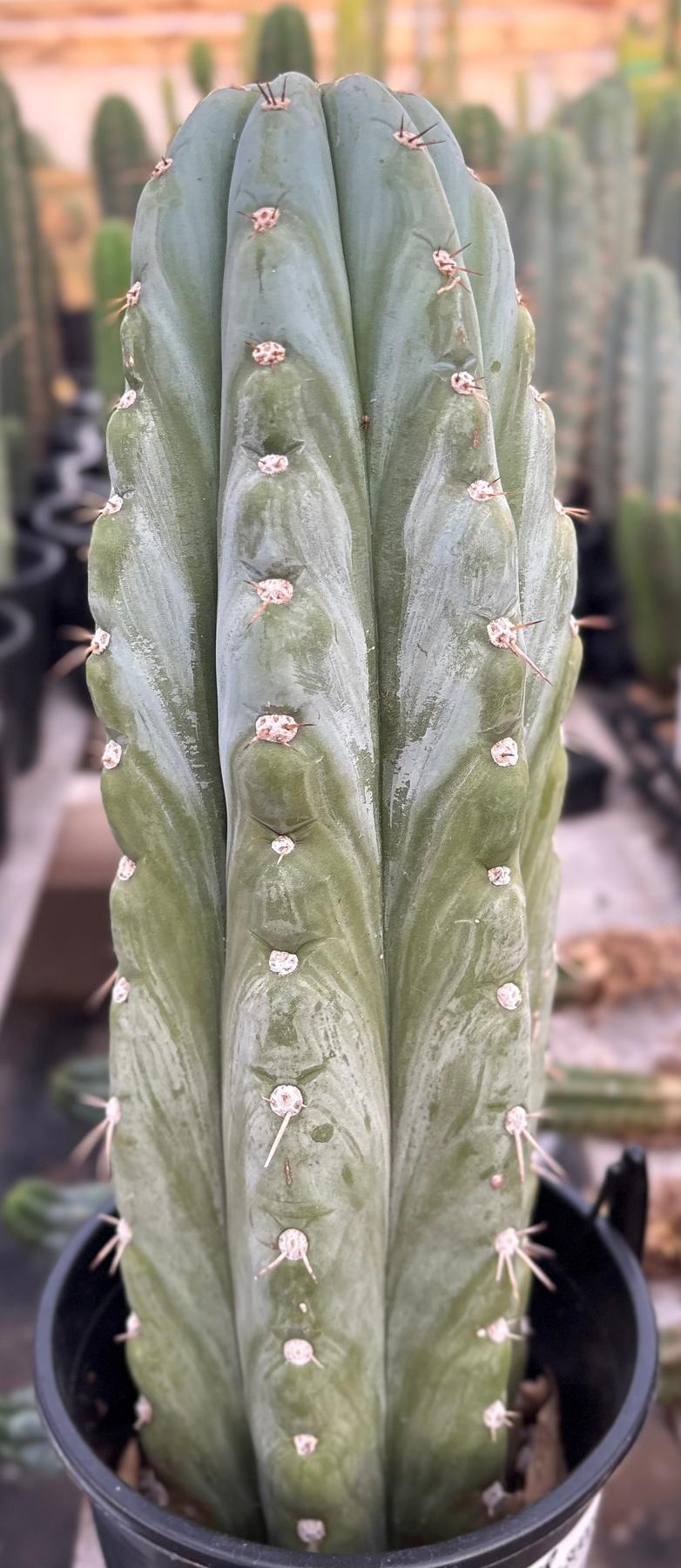 #EC81 EXACT Trichocereus Peruvianus TSSBP Cactus 14.5”-Cactus - Large - Exact-The Succulent Source
