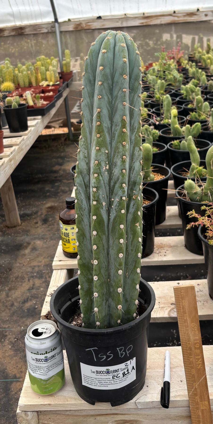 #EC81 EXACT Trichocereus Peruvianus TSSBP Cactus (2 options)-Cactus - Large - Exact-The Succulent Source