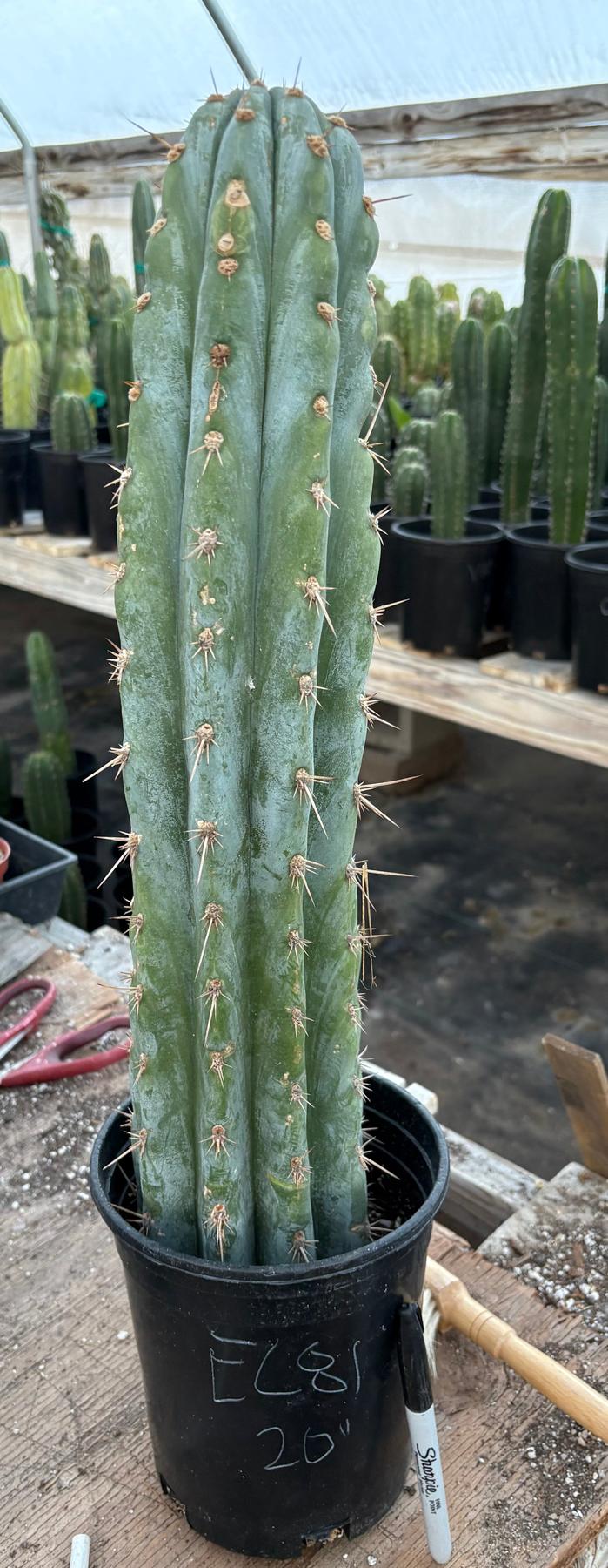 cactus san pedro argentina #EC81 EXACT Trichocereus Peruvianus TSSBP Cactus 20”