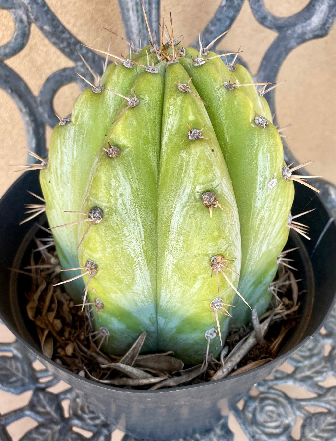 #EC81 EXACT Trichocereus Peruvianus TSSBP Cactus 7.5”-Cactus - Large - Exact-The Succulent Source
