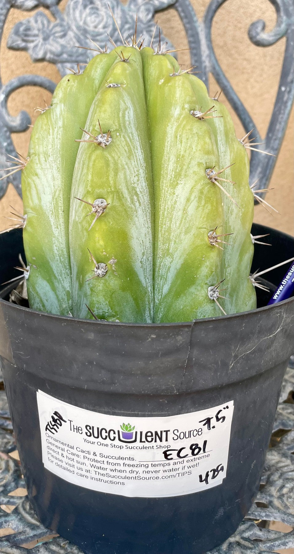 #EC81 EXACT Trichocereus Peruvianus TSSBP Cactus 7.5”-Cactus - Large - Exact-The Succulent Source