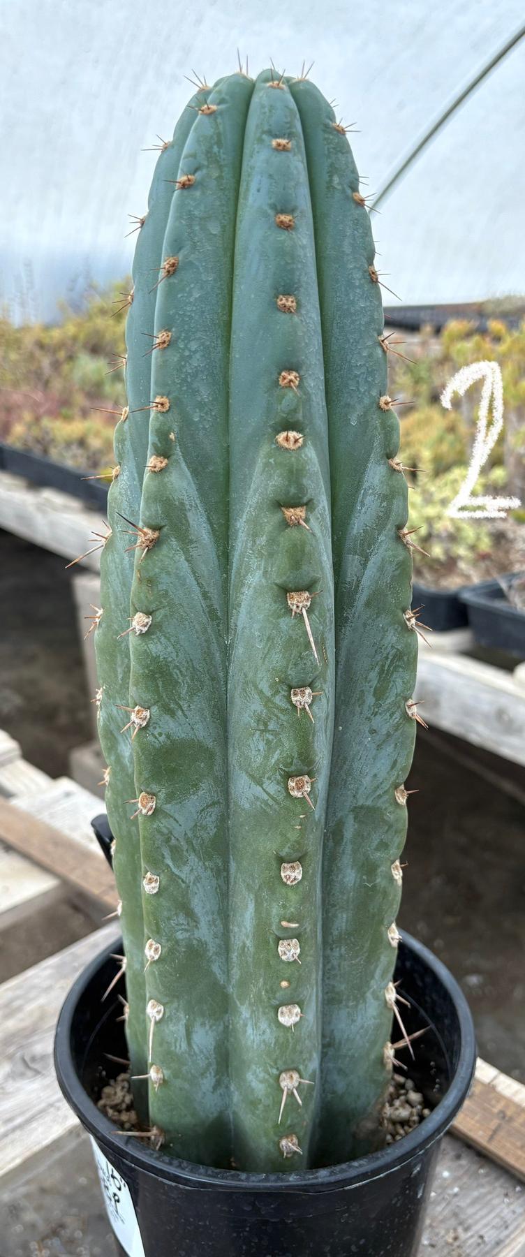 #EC81 EXACT Trichocereus Peruvianus TSSBP Potted Cactus A or B-Cactus - Large - Exact-The Succulent Source
