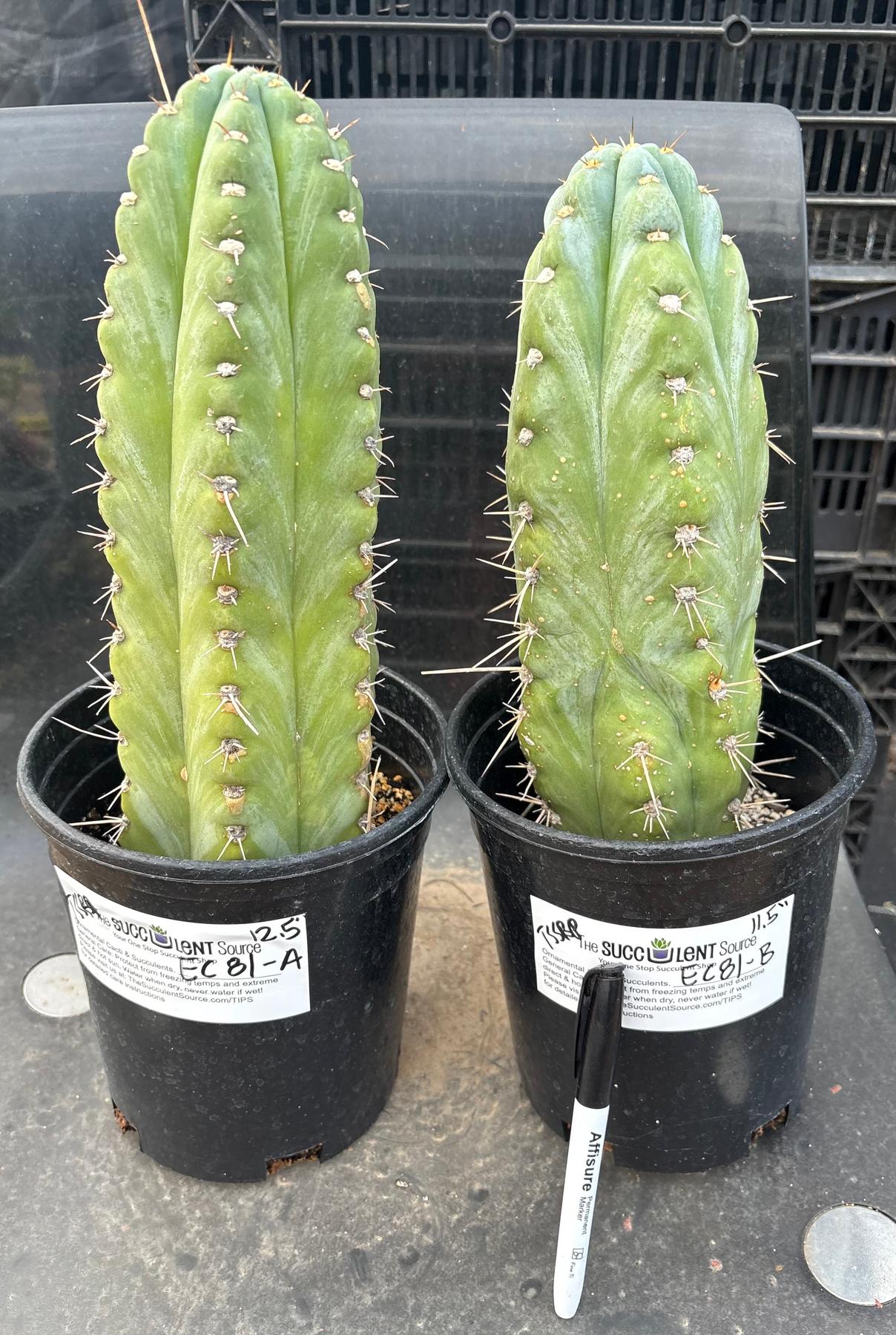 #EC81 EXACT Trichocereus Peruvianus TSSBP Potted Cactus A or B-Cactus - Large - Exact-The Succulent Source