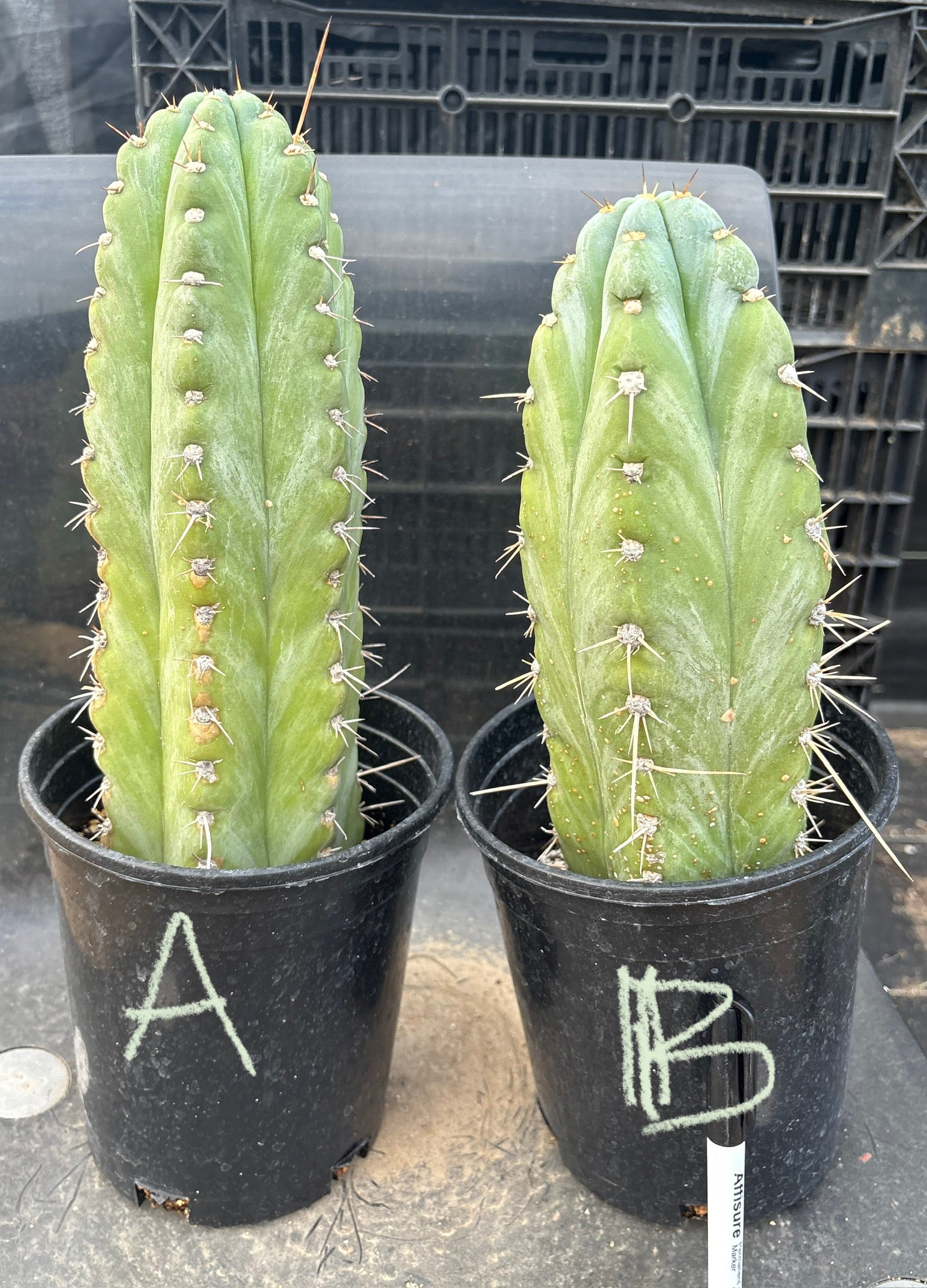 #EC81 EXACT Trichocereus Peruvianus TSSBP Potted Cactus A or B-Cactus - Large - Exact-The Succulent Source